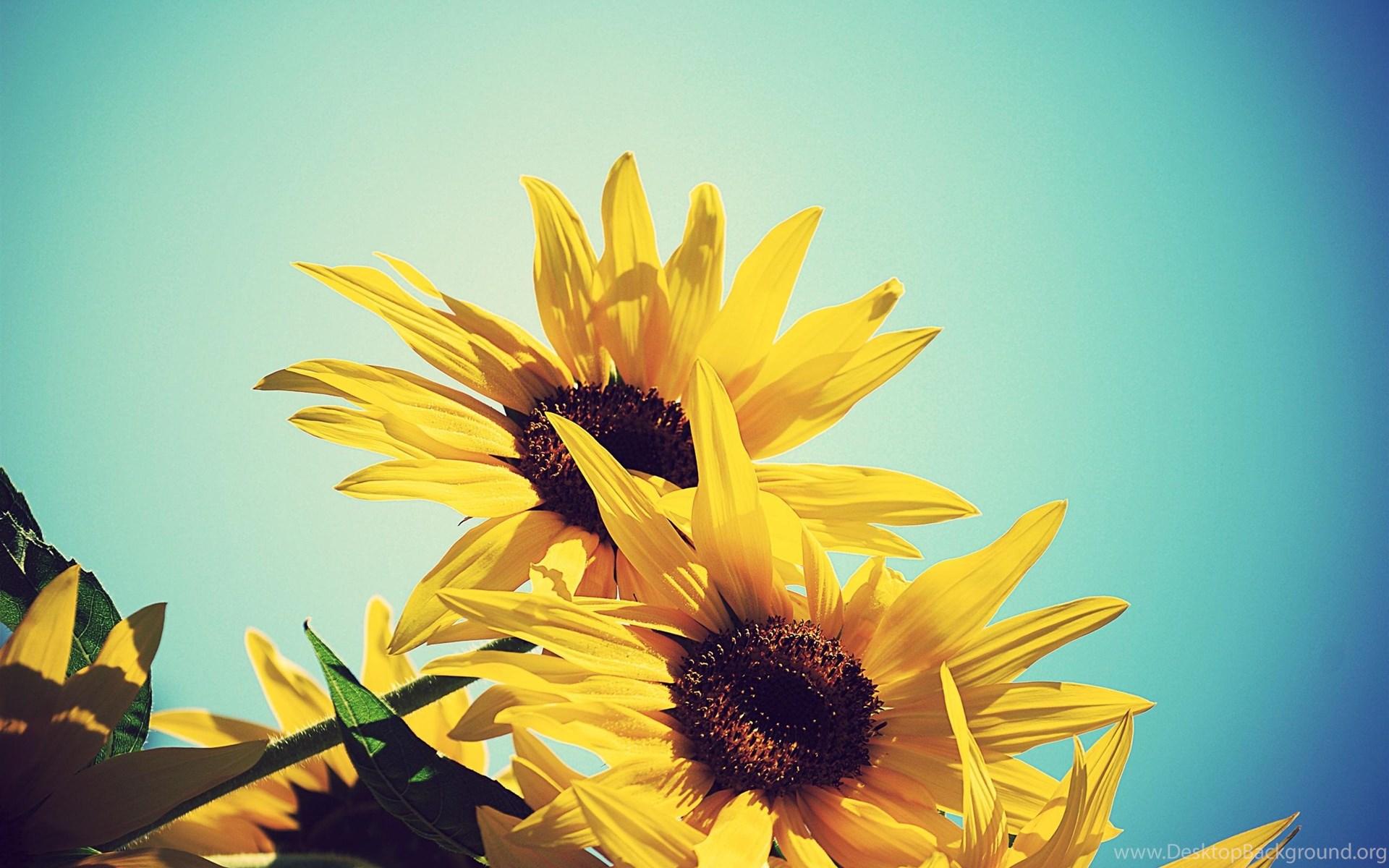 1920x1200 Sunflower HD Wallpaper Desktop Background
