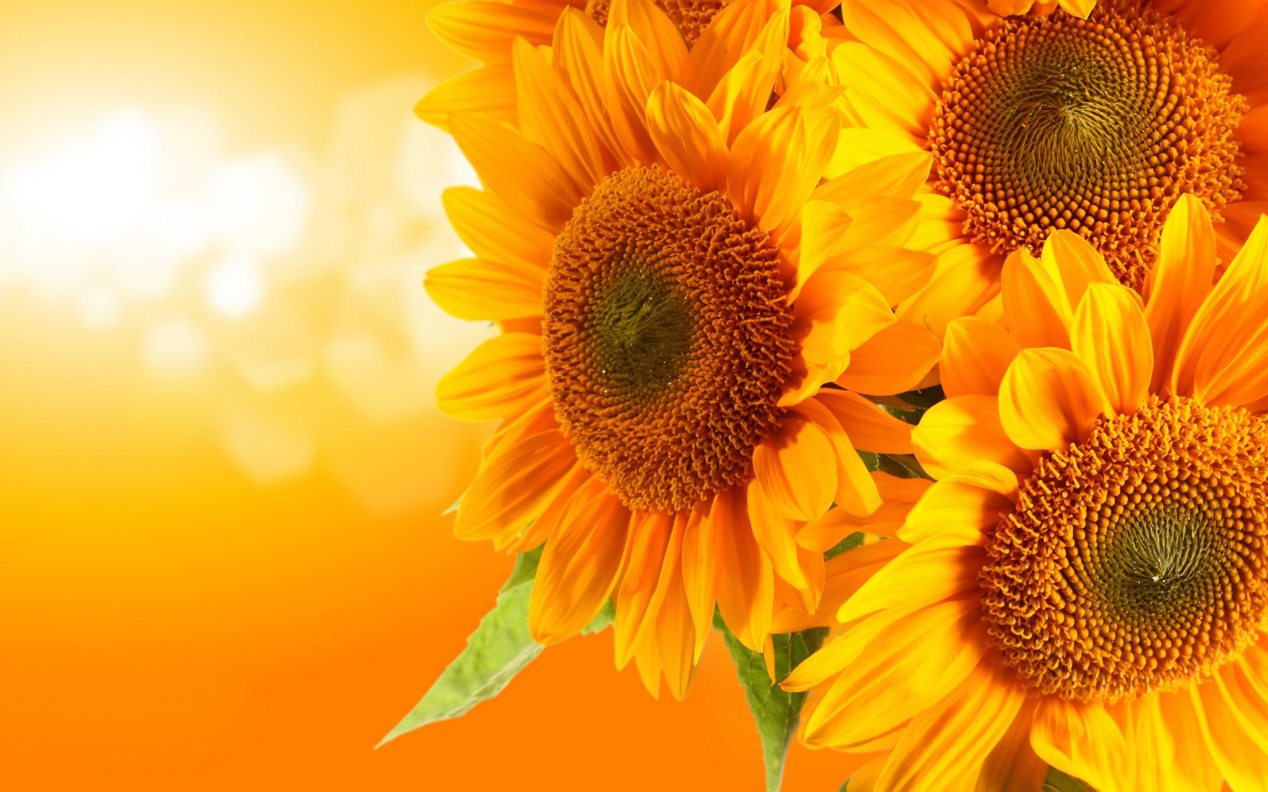 2560x1600 Free download pers For Vintage Sunflower Desktop Background rel [2560x1600] for your Desktop, Mobile & Tablet. Explore Sunflower Wallpaper Desktop. Sunflower Wallpaper, 3D Sunflower Wallpaper, Autumn Sunflower Desktop Wallpaper