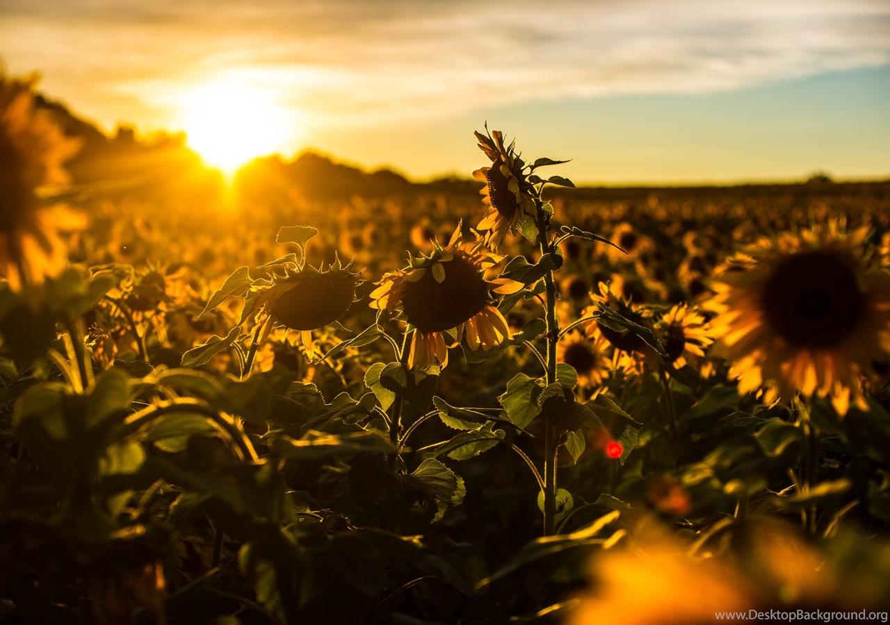 1280x900 Sunflower Desktop Background Wallpaper : Nature Wallpaper Semrawut Desktop Background