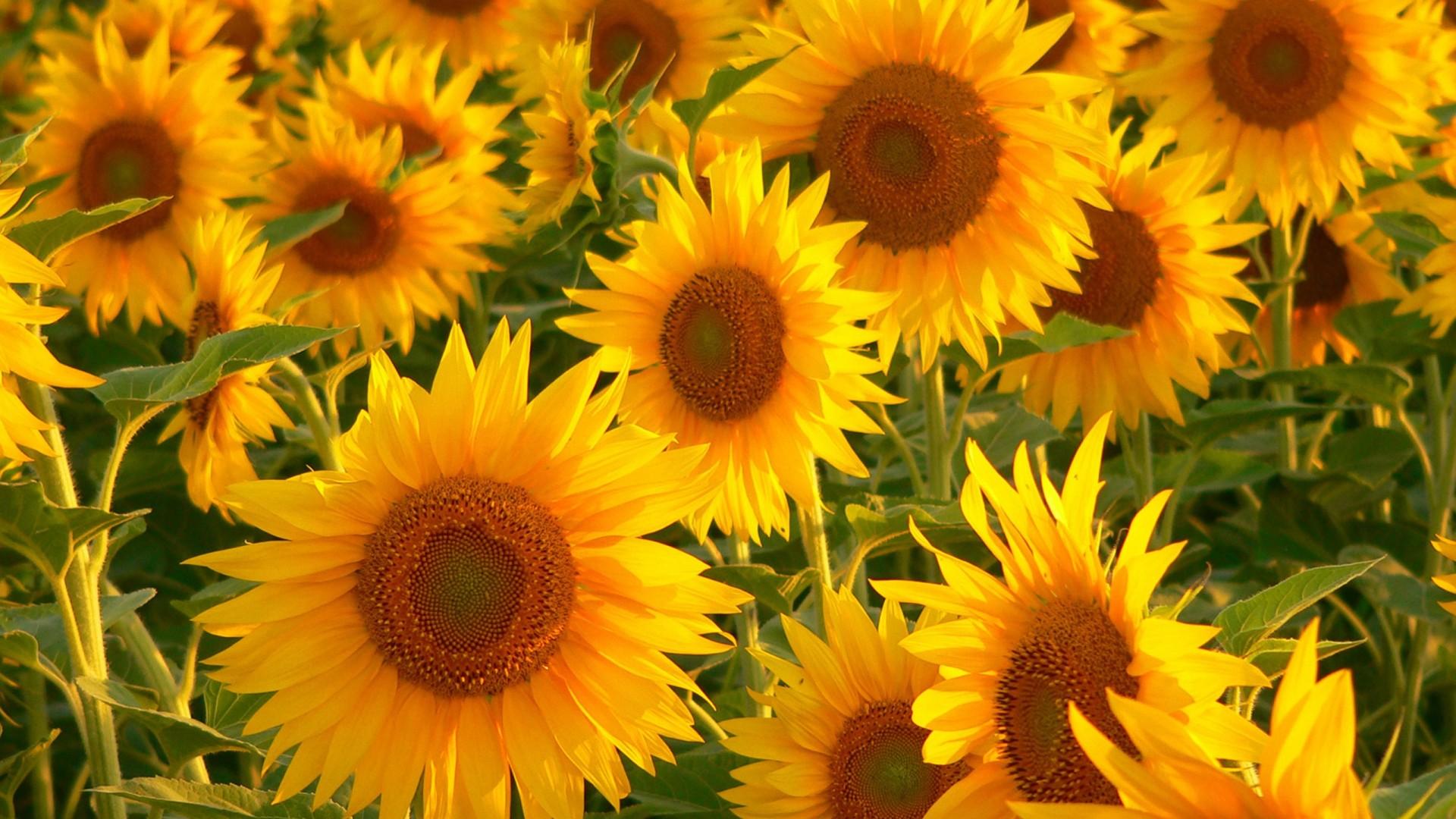 1920x1080 Sunflower Best Flower Wallpaper In HD 74 :