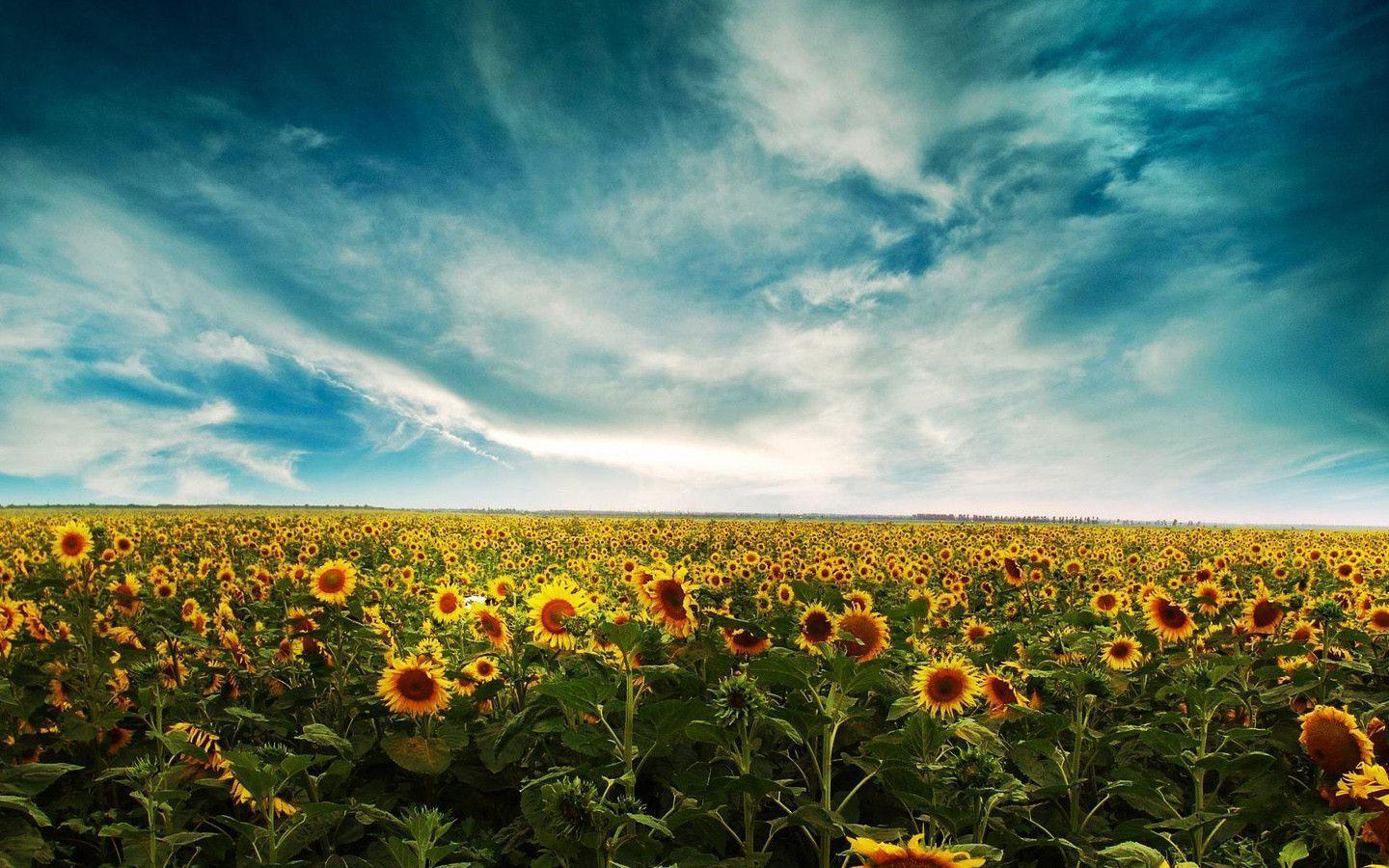 1440x900 Sunflower Background