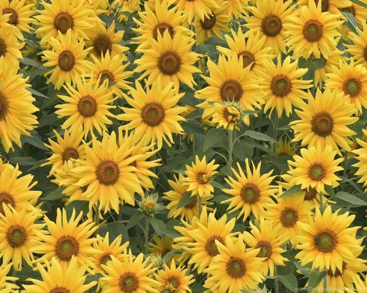 Vintage Sunflower Desktop Wallpapers - Top Free Vintage Sunflower 