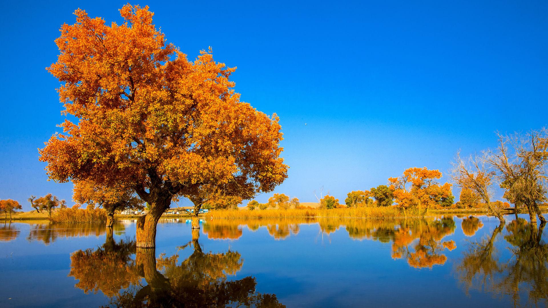 1920x1080 Xinjiang's Tarim River channeled to nurture desert poplar forest