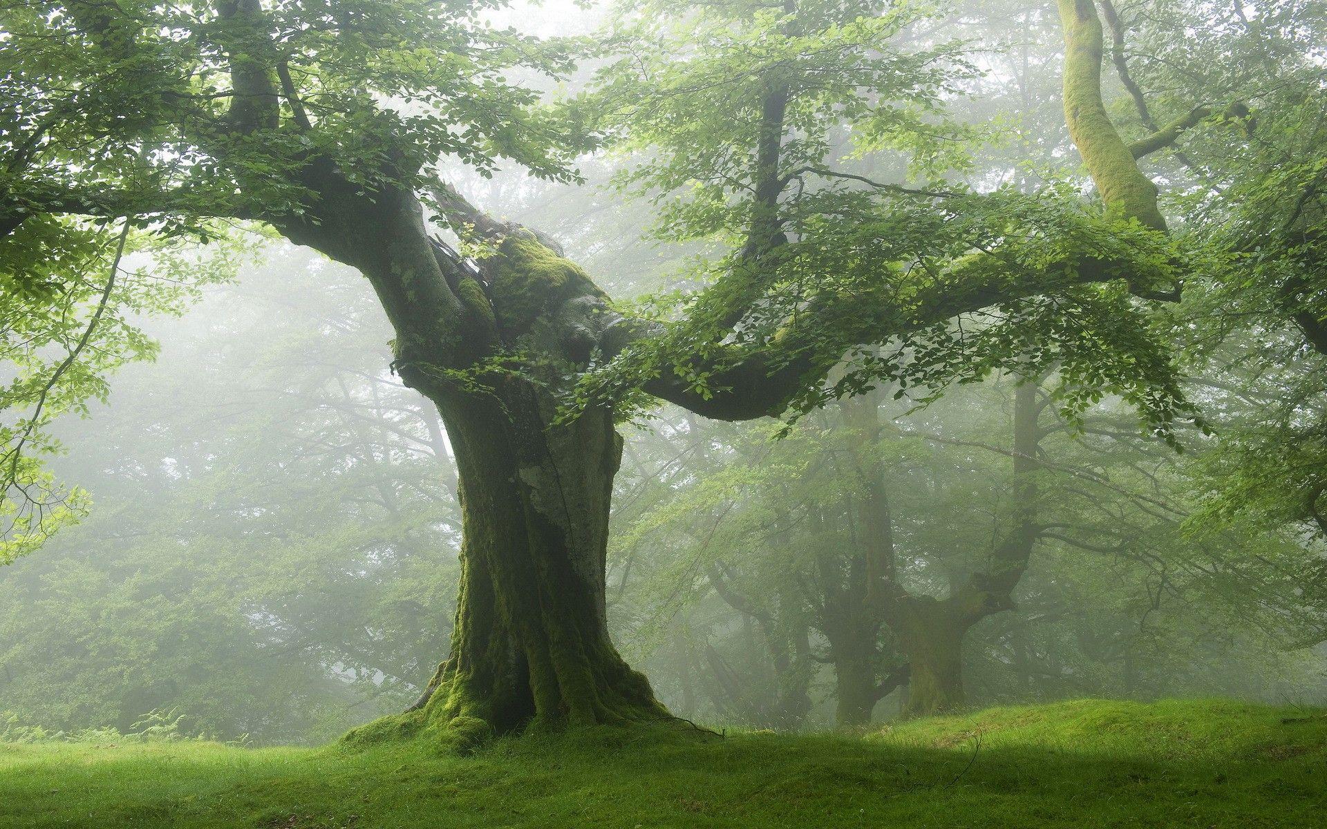 1920x1200 Enchanted tree scenery