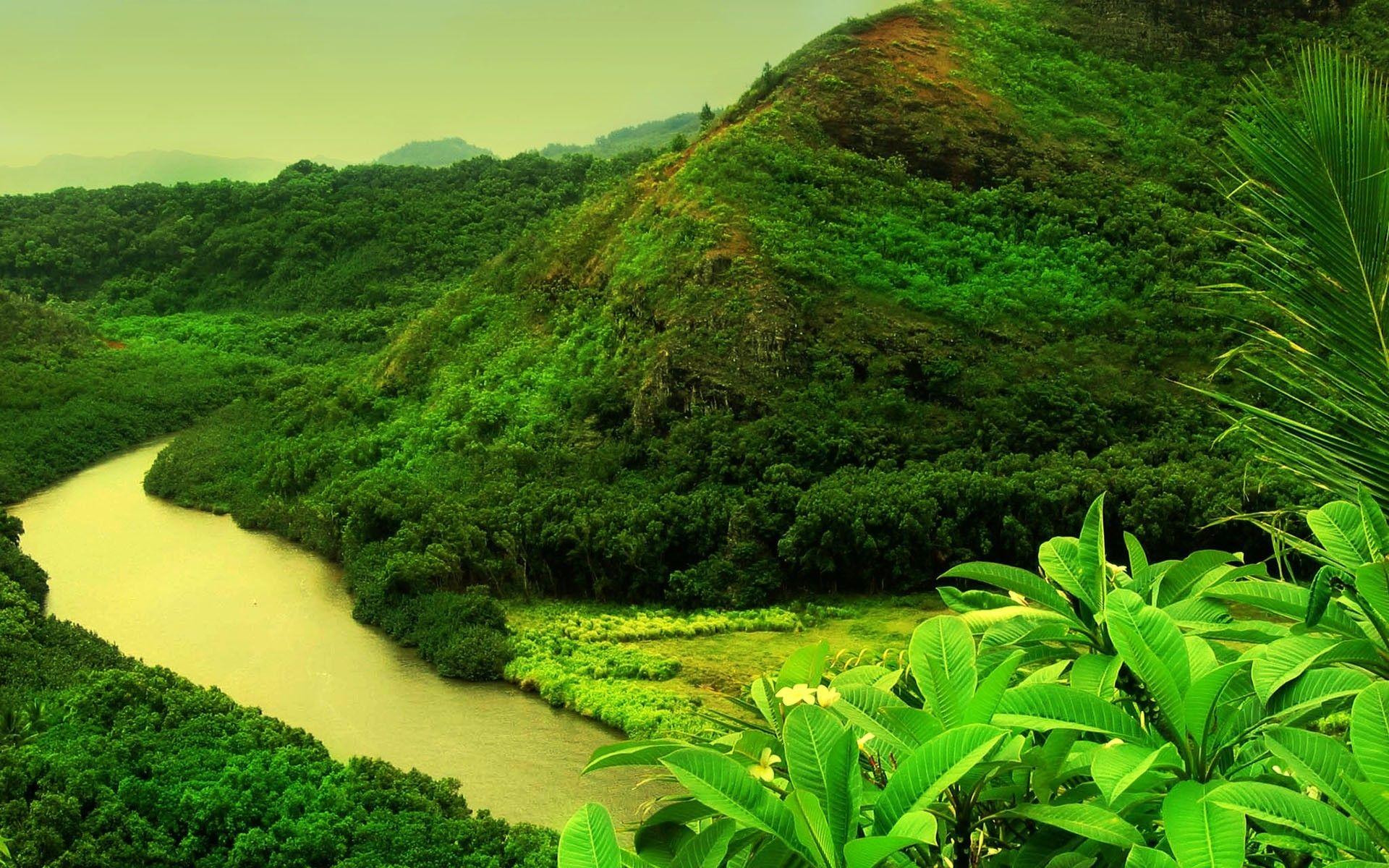 1920x1200 Jungle River HD Wallpaper Wallpaper Background of Your Choice