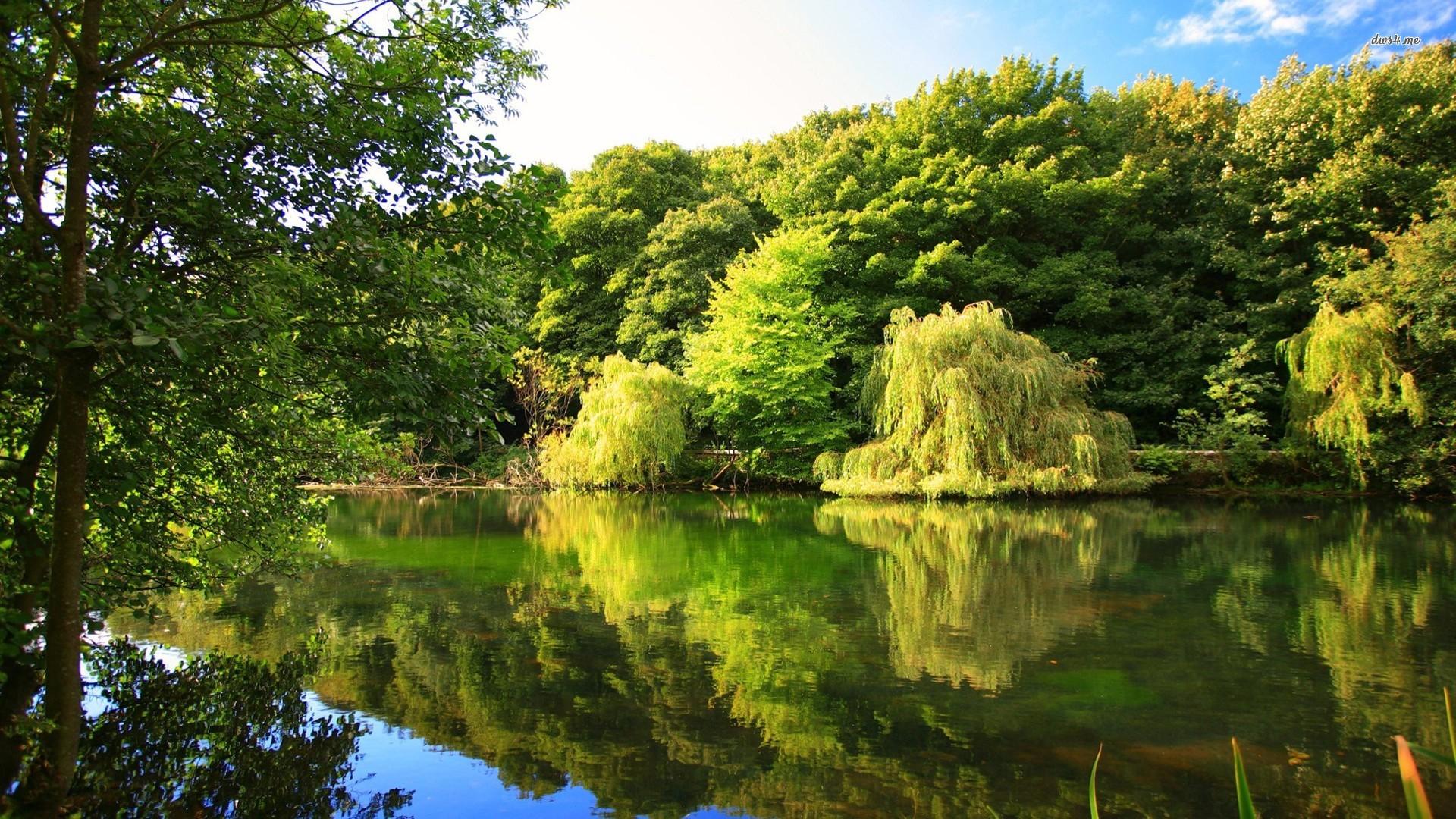 1920x1080 Jungle River HD Wallpaper Wallpaper Background of Your Choice