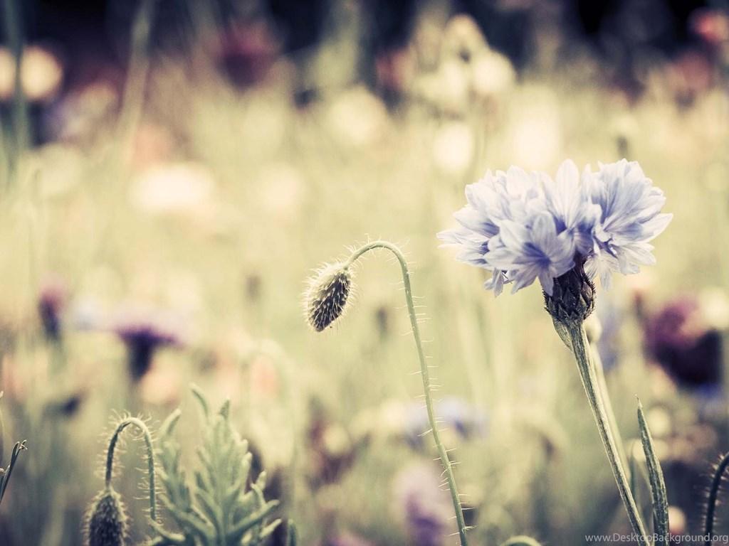 Purple Vintage Flower Wallpapers Top Free Purple Vintage Flower