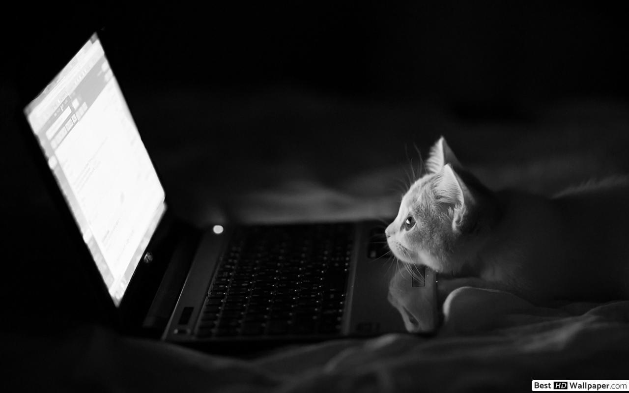 1280x800 Adorable pet cat and its laptop HD wallpaper download