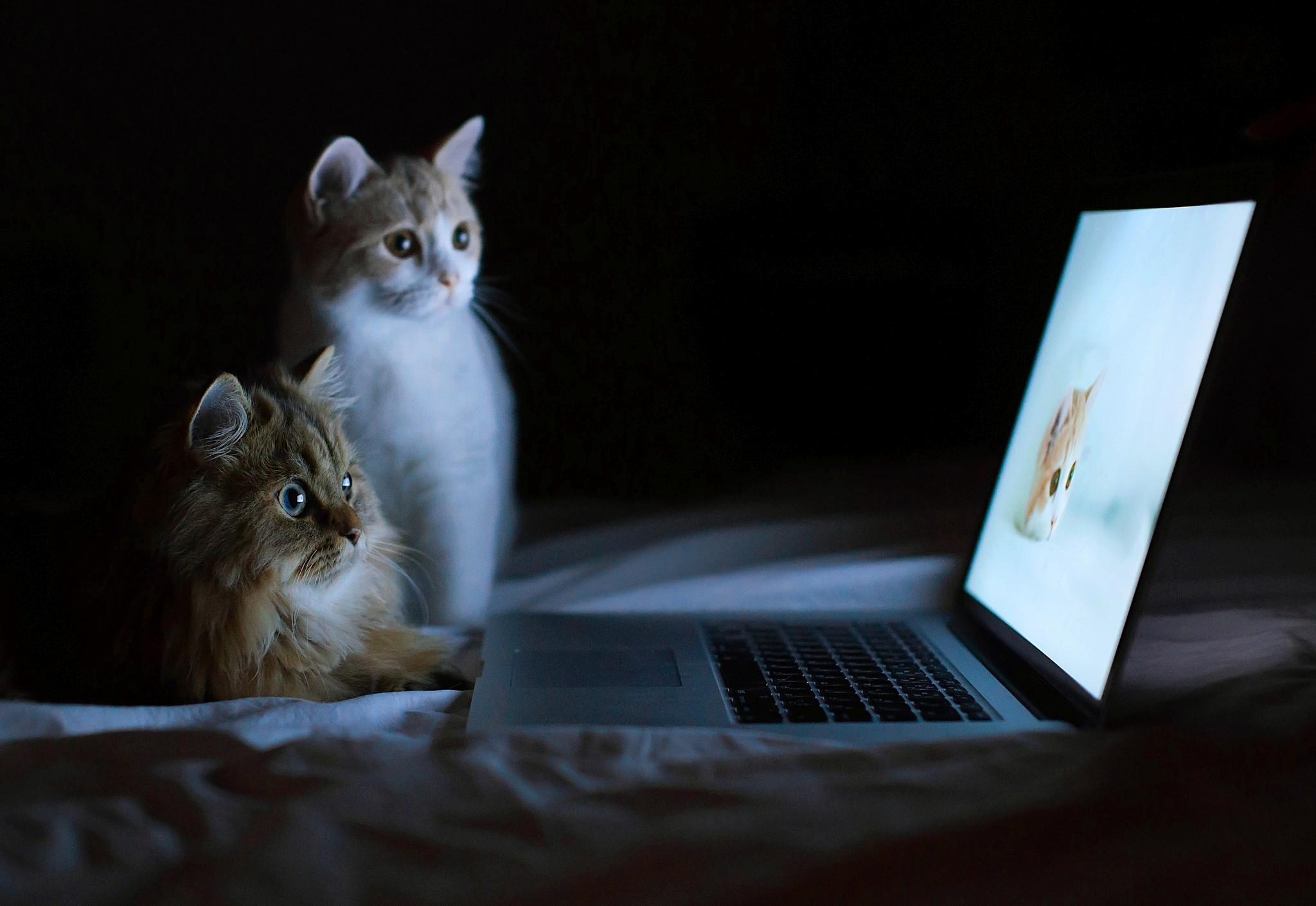 2048x1409 Cat Wallpaper HD Laptop