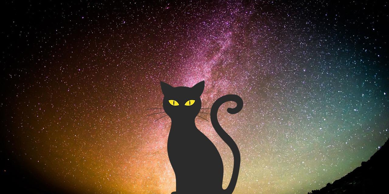 1280x640 Cat Kitten Pet
