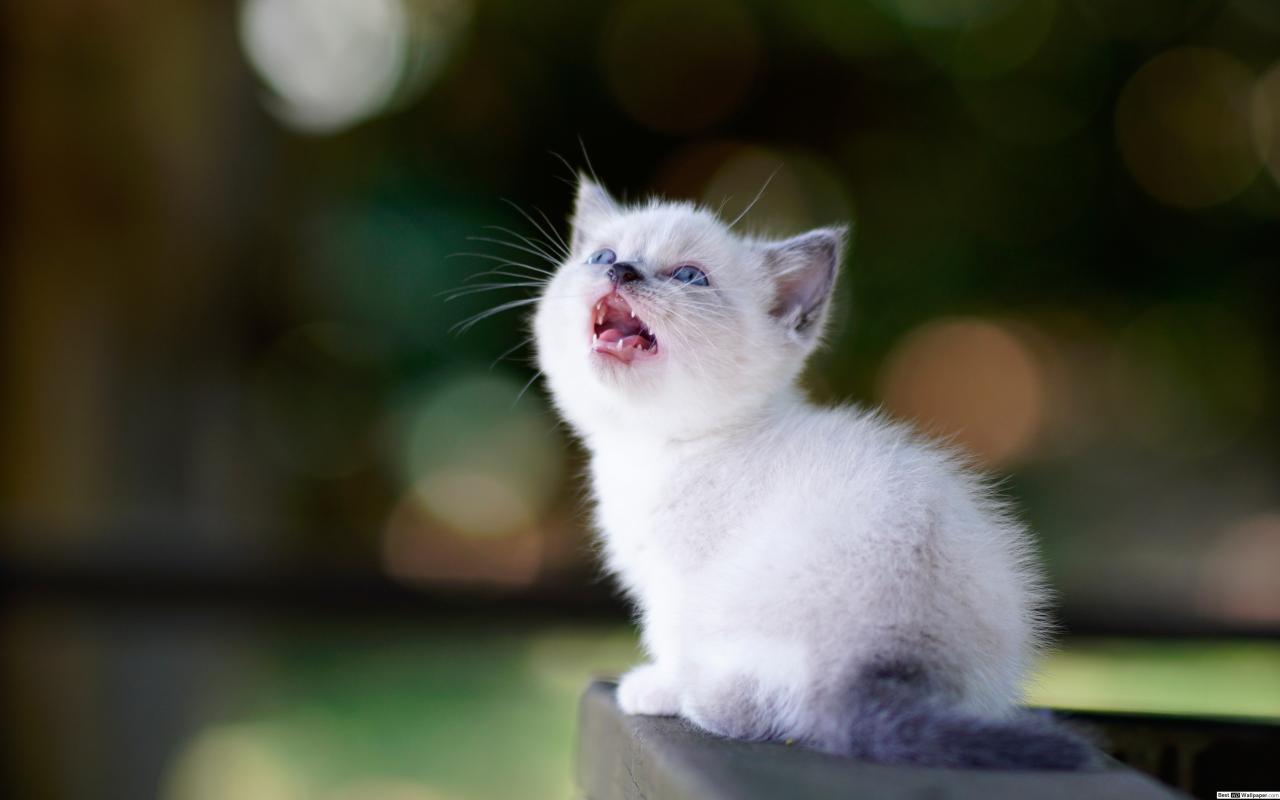 1280x800 Cute white baby cat HD wallpaper download