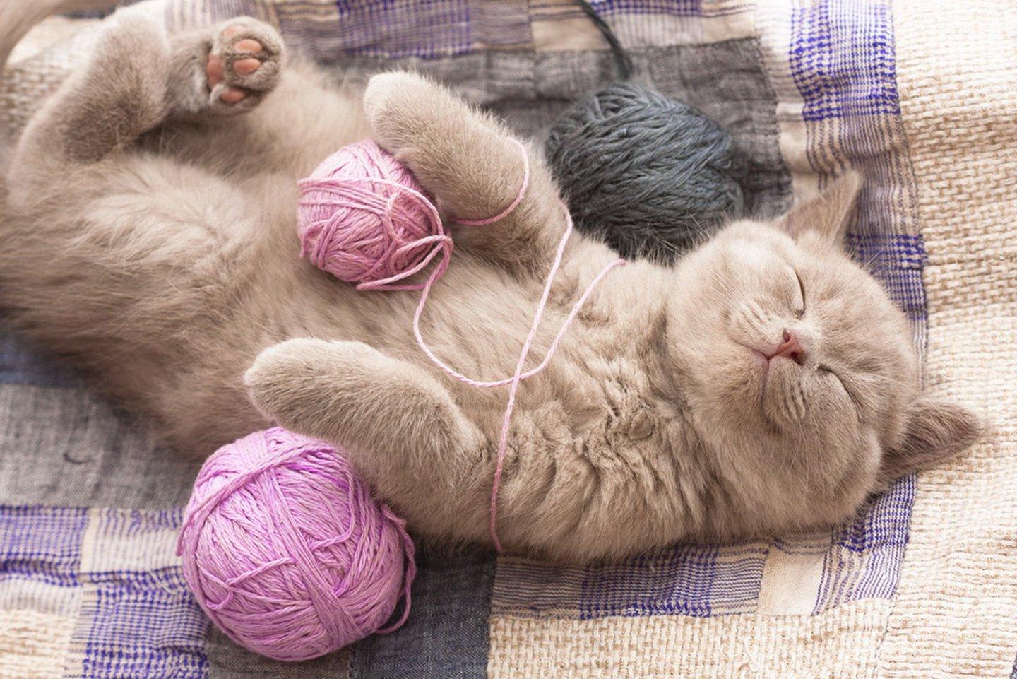 1440x961 sleeping kitty cat home yarn, Ball, Cute Wallpaper HD / Desktop and Mobile Background