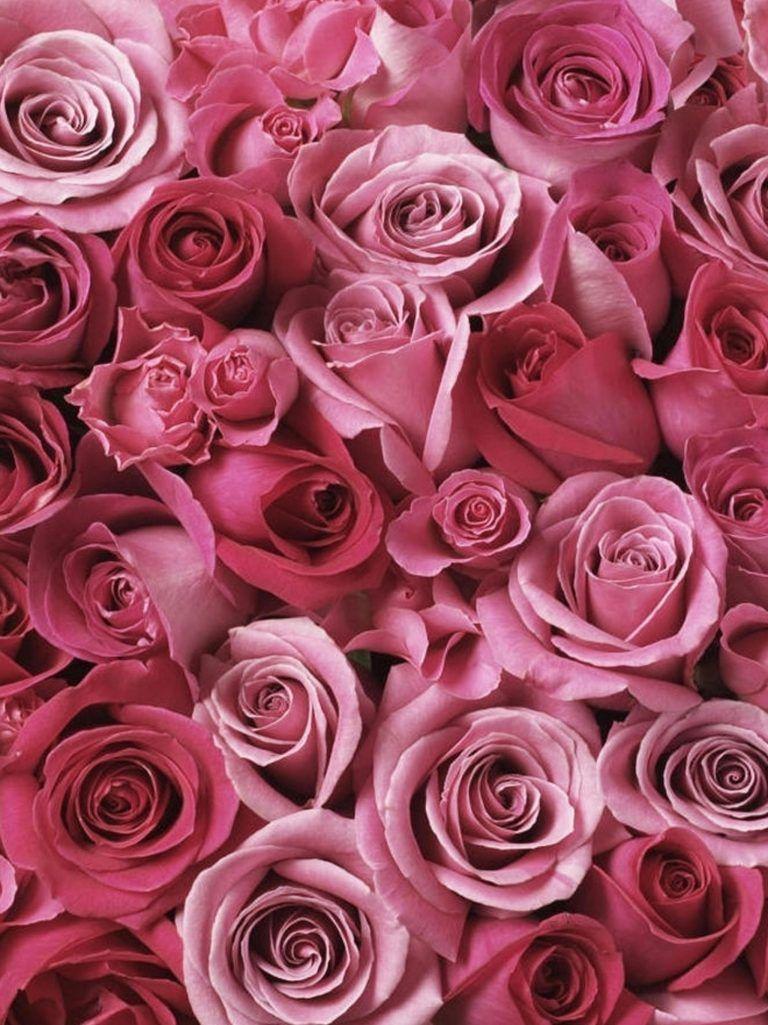 Hãy xem bức ảnh với hoa hồng hồng nền iPad để đắm chìm trong không gian lãng mạn và ngọt ngào của màu hồng. Cảm nhận những nốt hương thơm nhẹ nhàng và quyến rũ của hoa hồng, và giải tỏa mệt mỏi, căng thẳng của cuộc sống đời thường.