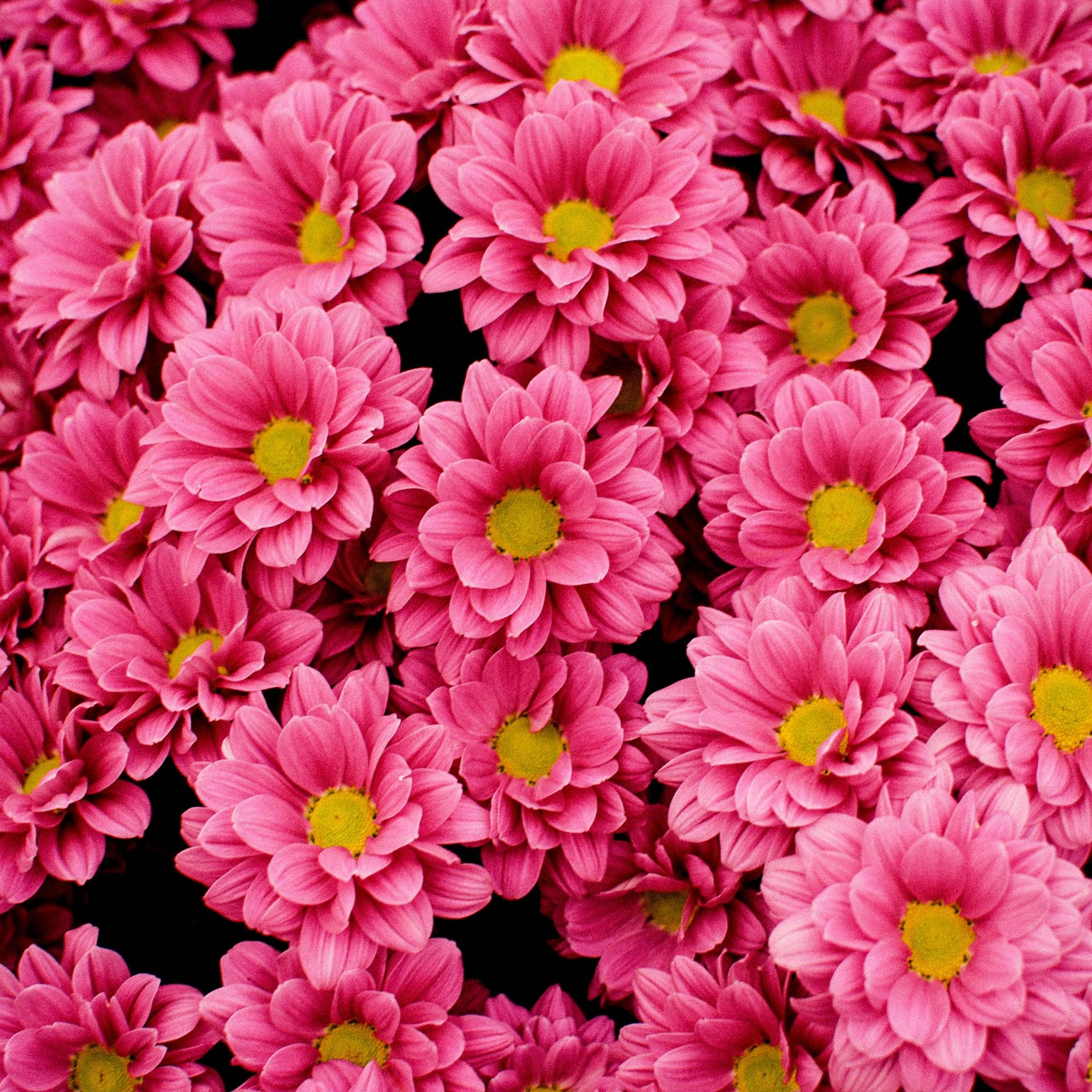 Pink Flower iPad Wallpapers Top Free Pink Flower iPad Backgrounds