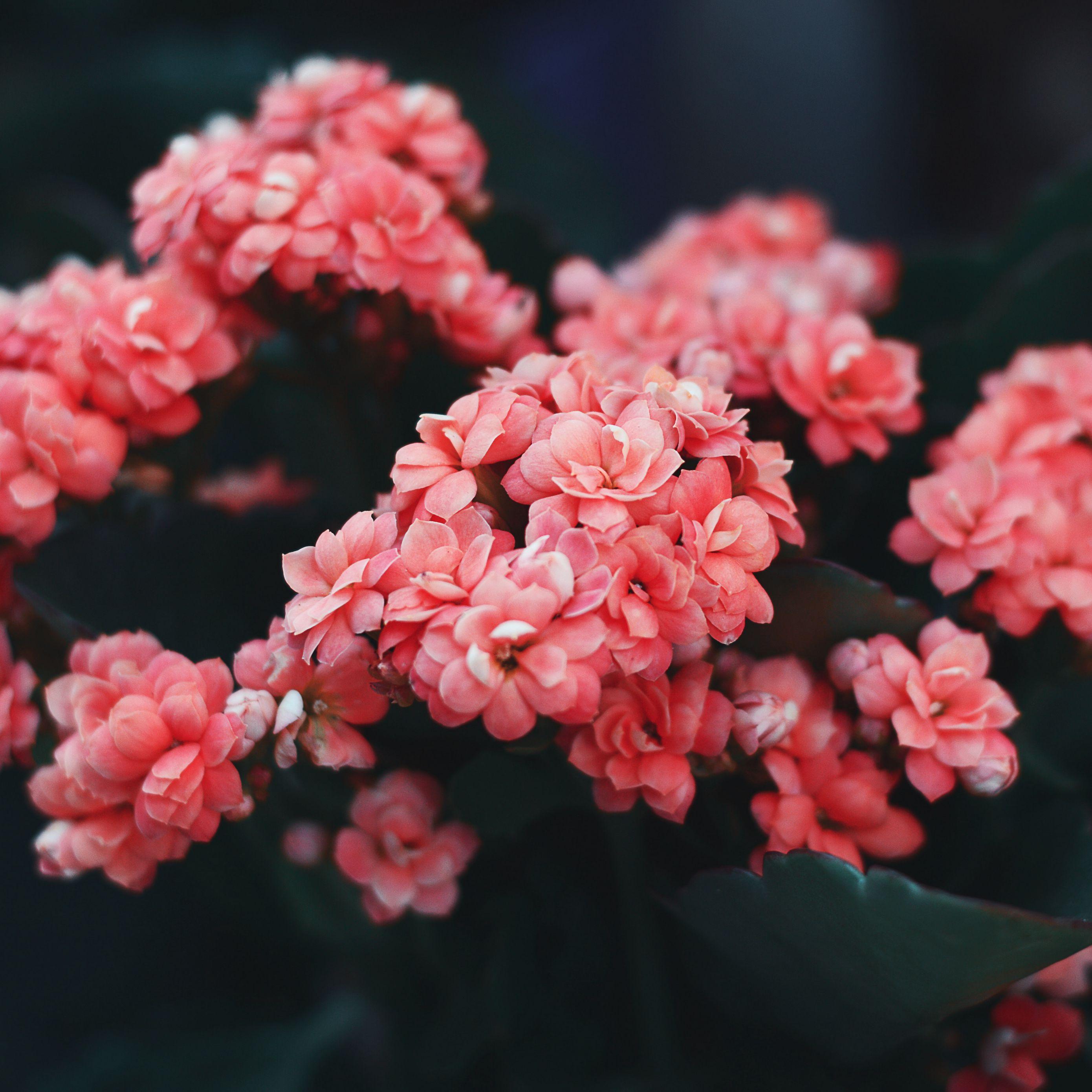 2780x2780 Download wallpaper 2780x2780 flowers, pink, bloom, bush, wild flower ipad air, ipad air ipad ipad ipad mini ipad mini ipad mini ipad pro 9.7 for parallax HD background
