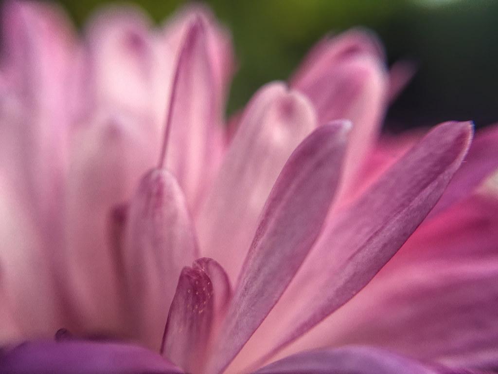 1024x768 Flower Wallpaper for iPad Air. Pink Flower petal wallpaper