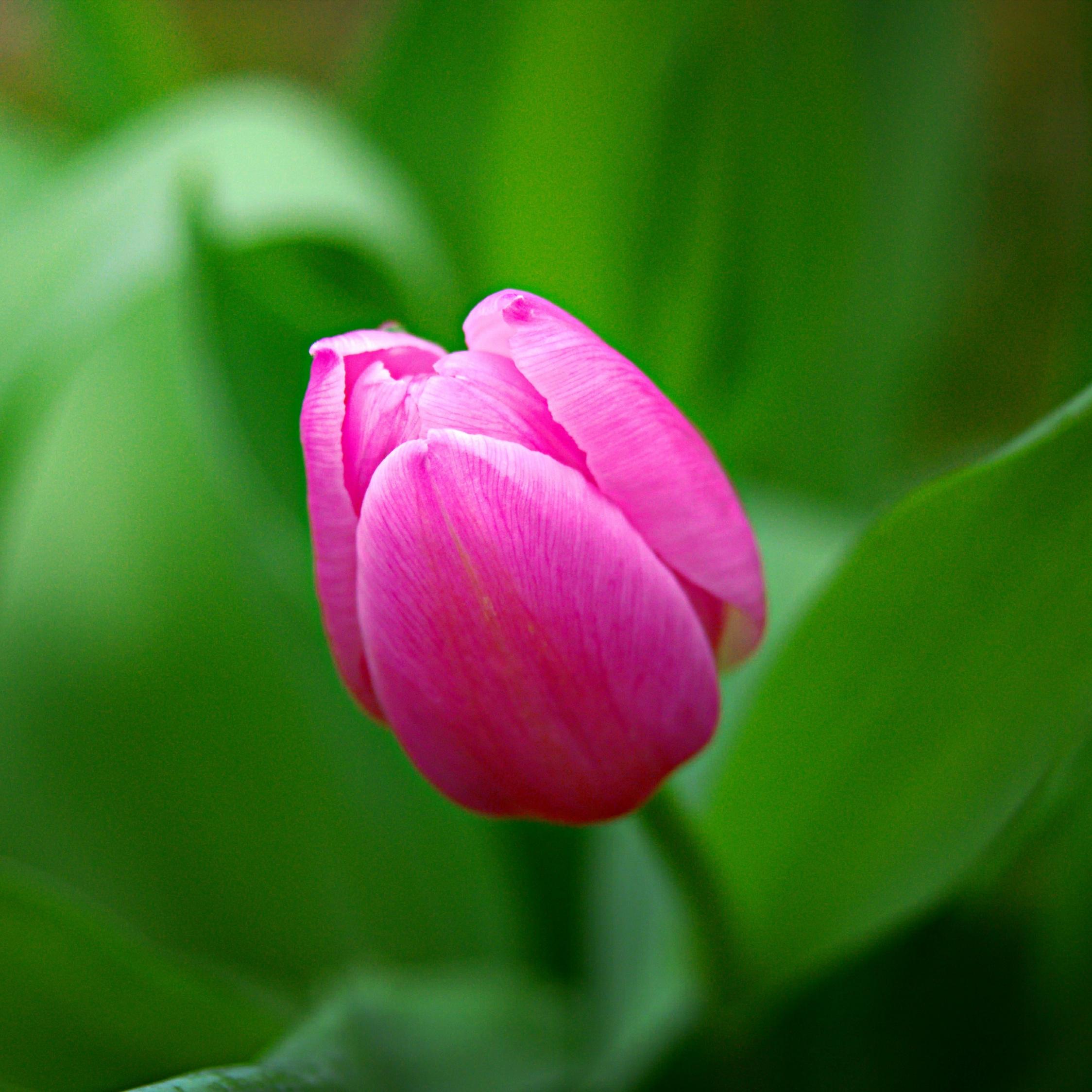 Pink Flower iPad Wallpapers - Top Free Pink Flower iPad Backgrounds ...