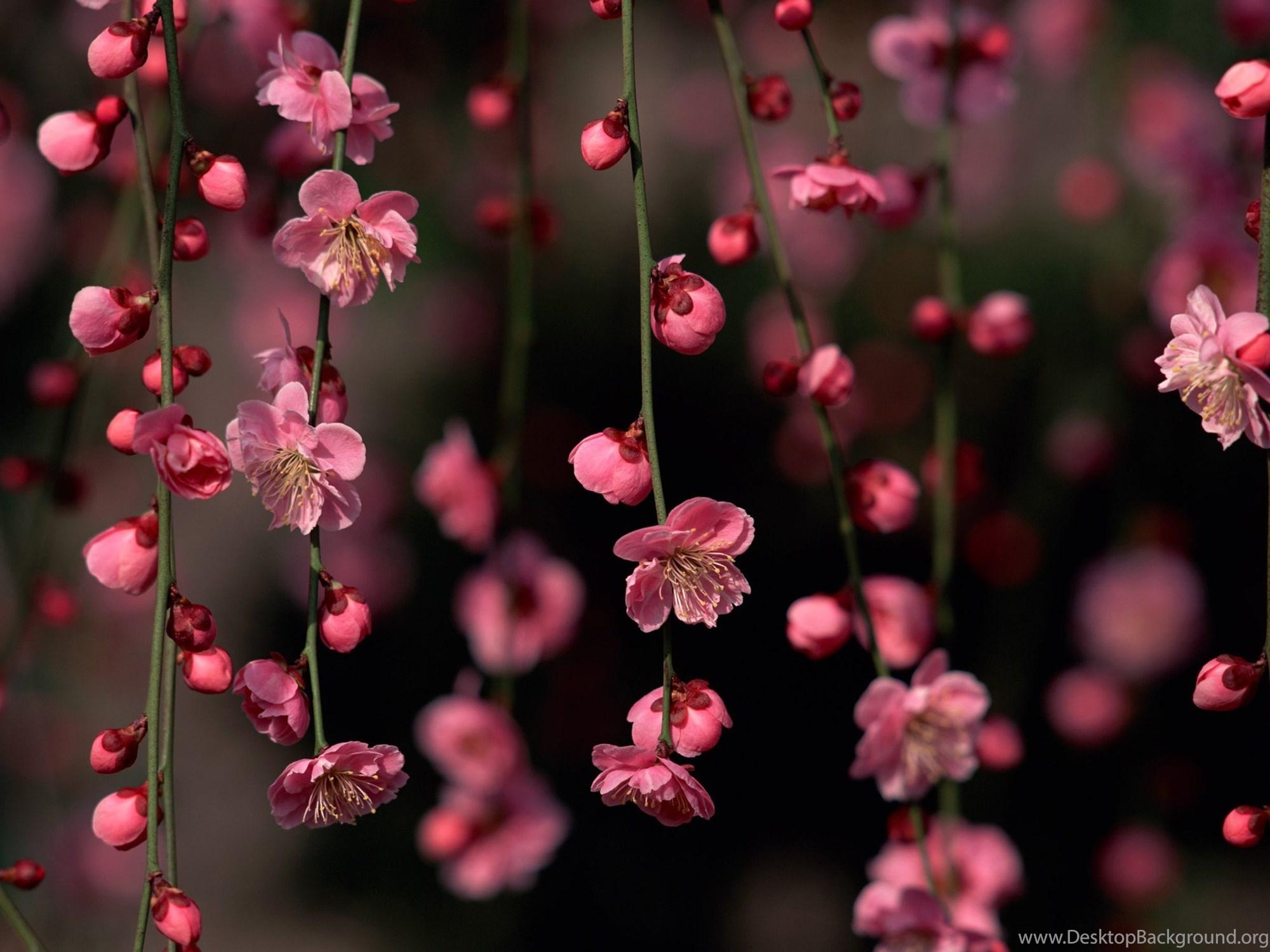 2000x1500 Pretty Pink Flower Wallpaperpink Flower Wallpaper 82wvgxqu Pink. Desktop Background
