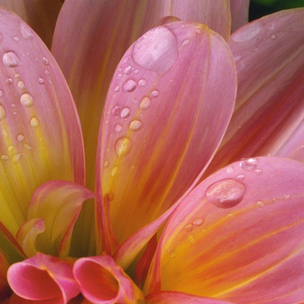 Pink Flower iPad Wallpapers Top Free Pink Flower iPad Backgrounds