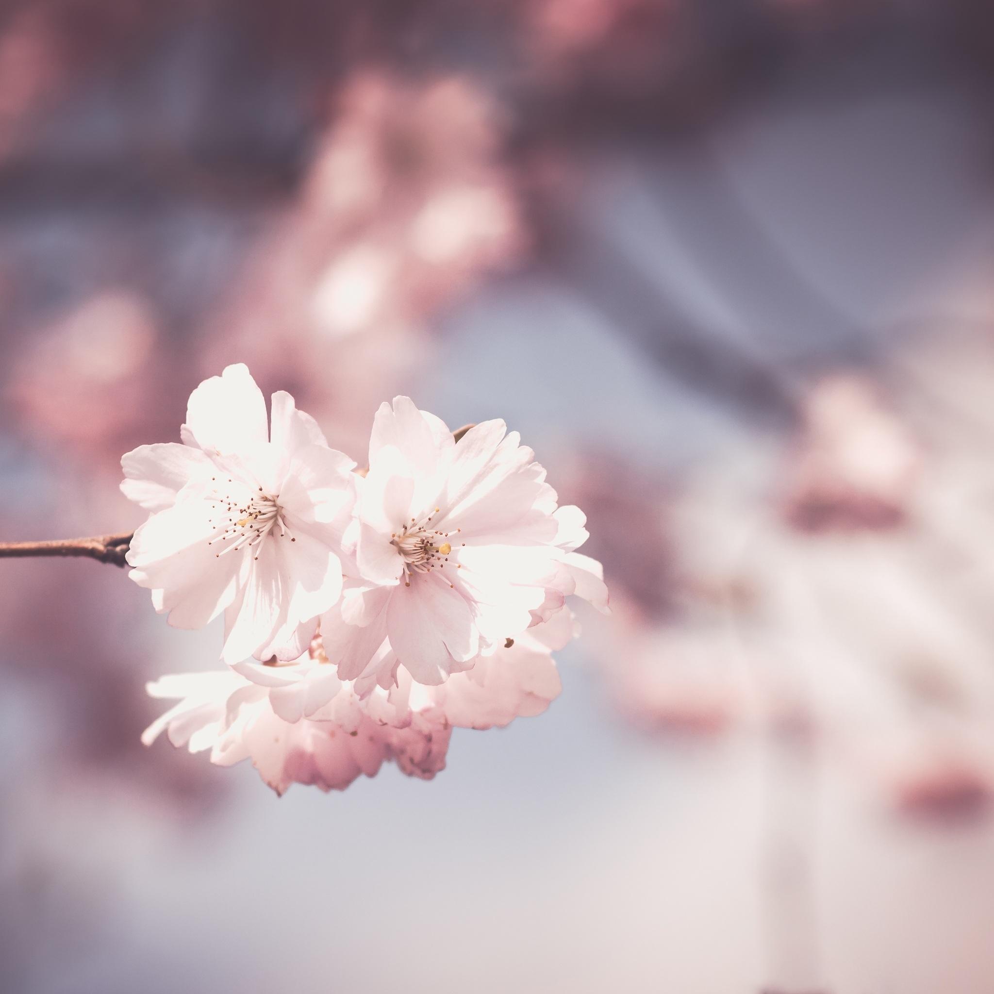2048x2048 Pink Flower Tree Bloom Spring iPad Air HD 4k Wallpaper, Image, Background, Photo and Picture