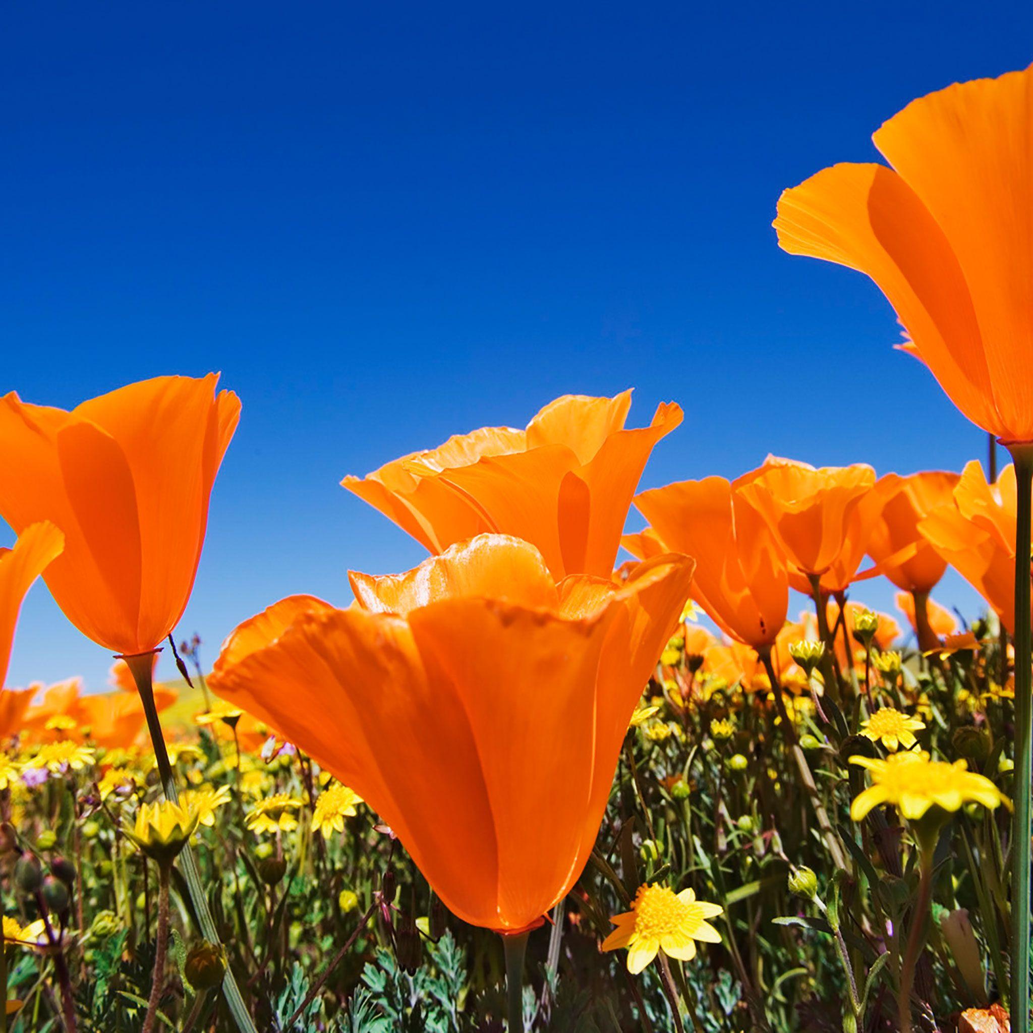 2048x2048 Flower iPad Wallpaper