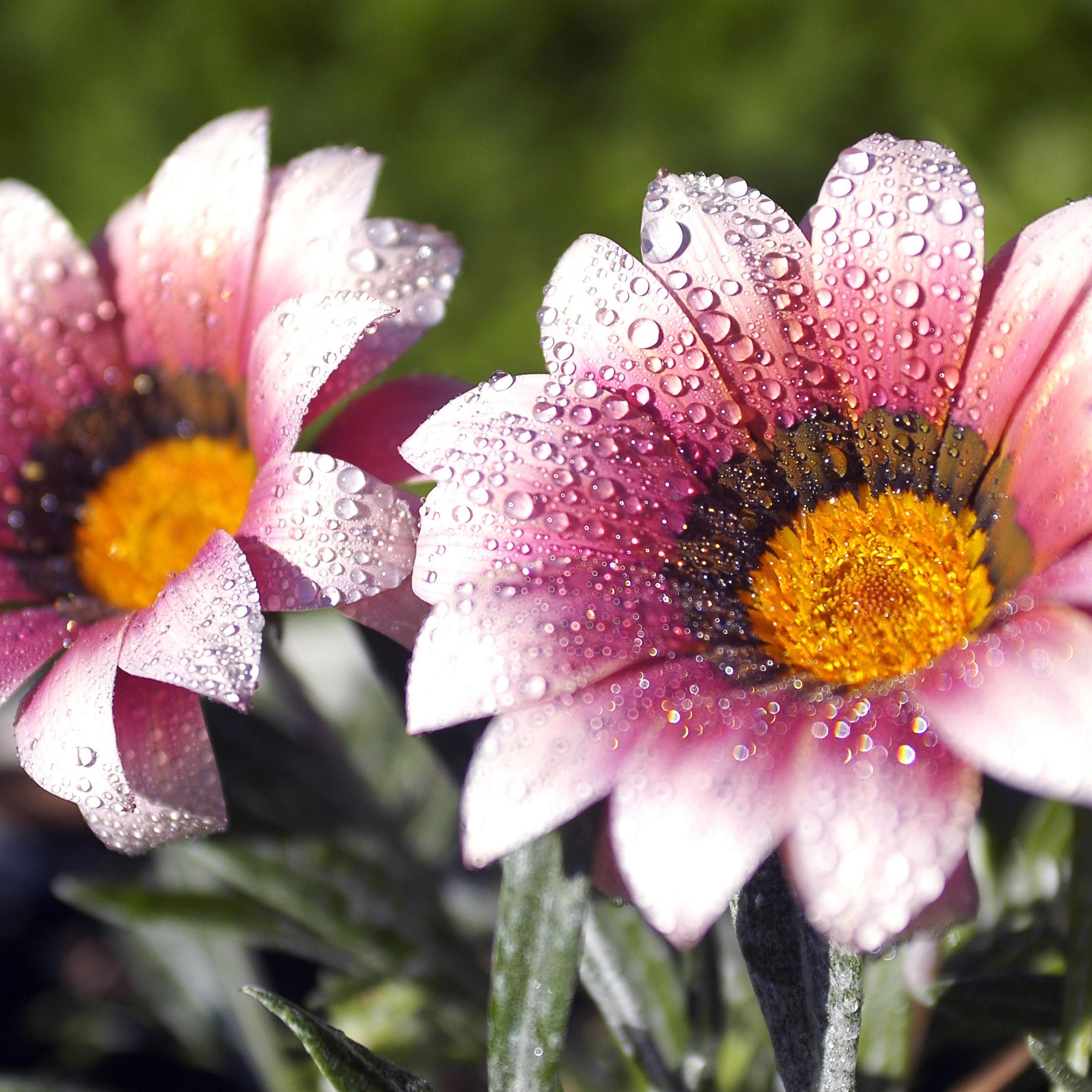 2524x2524 Pink flowers with dew in the morning