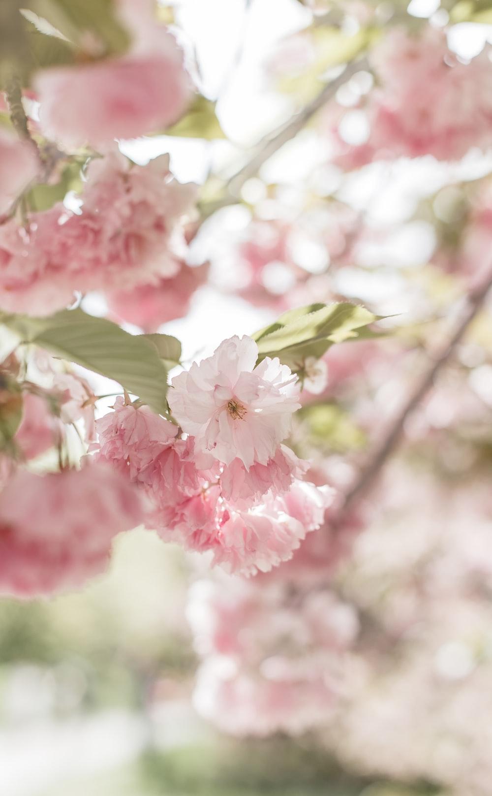 1000x1617 pink and white flower in tilt shift lens photo