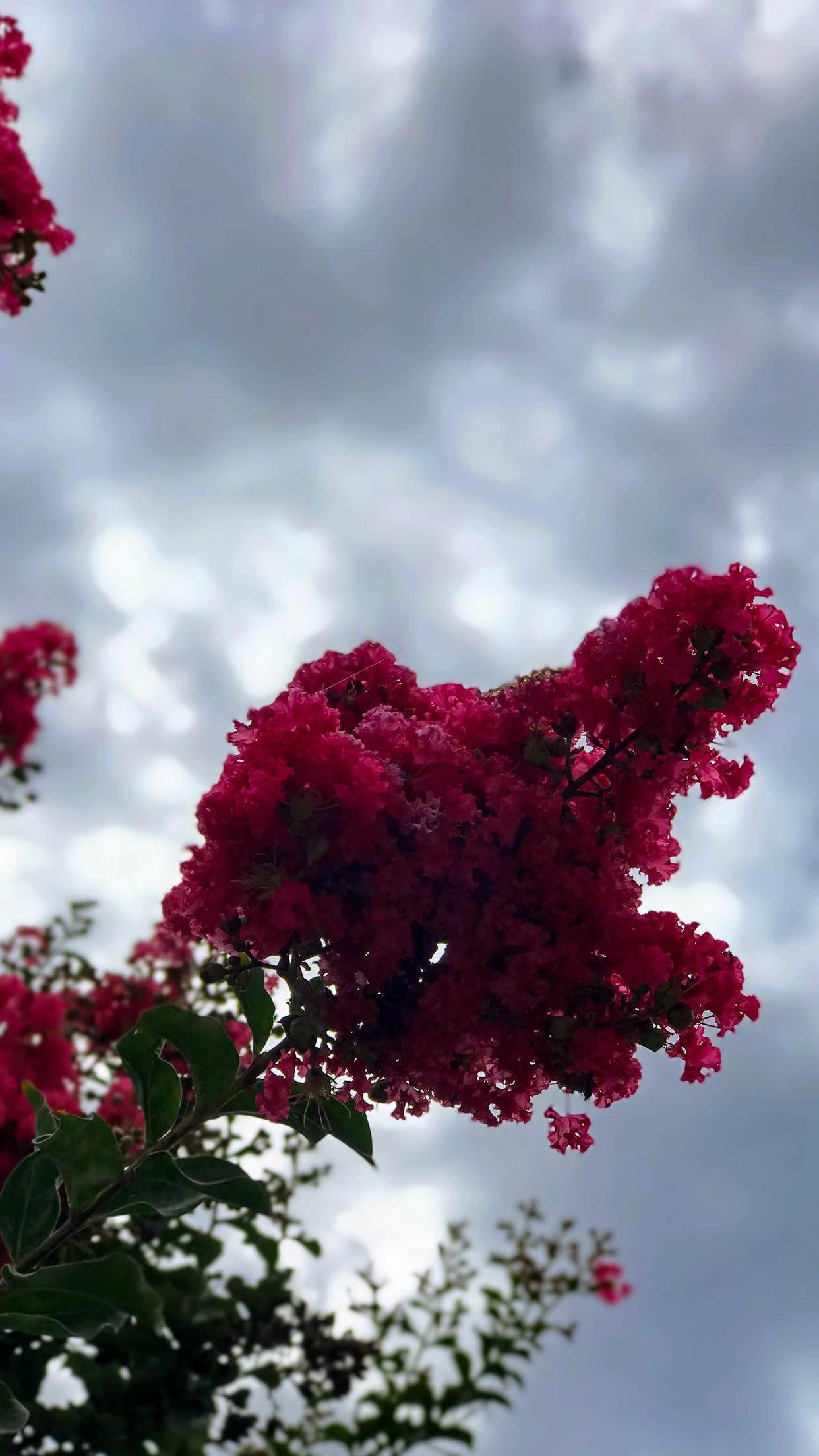 1242x2208 Portrait Mode Flowers iPhone