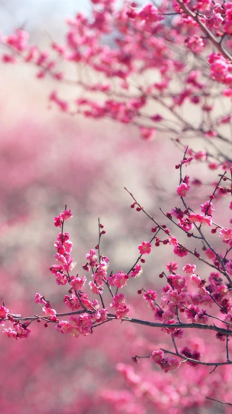 Spring Vertical Wallpapers - Top Free Spring Vertical Backgrounds ...