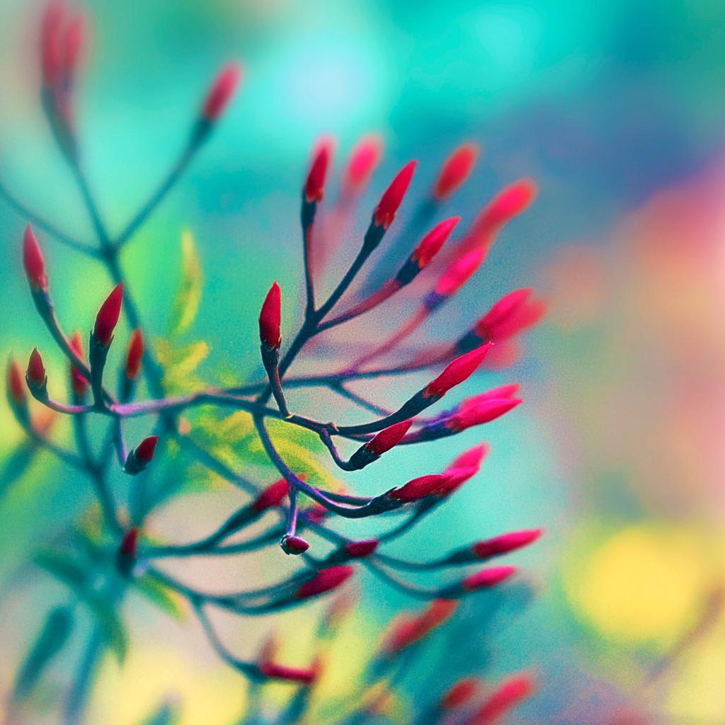 1024x1024 Spring Wallpaper For iPad
