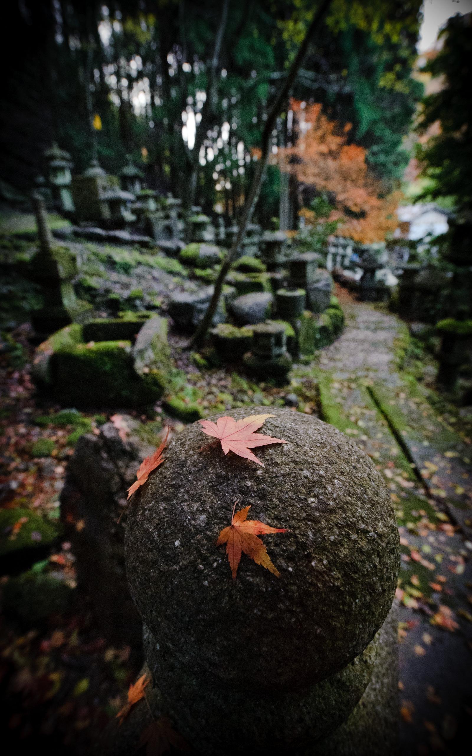 1600x2560 portrait mode wallpaper, nature, natural landscape, tree, leaf, natural environment