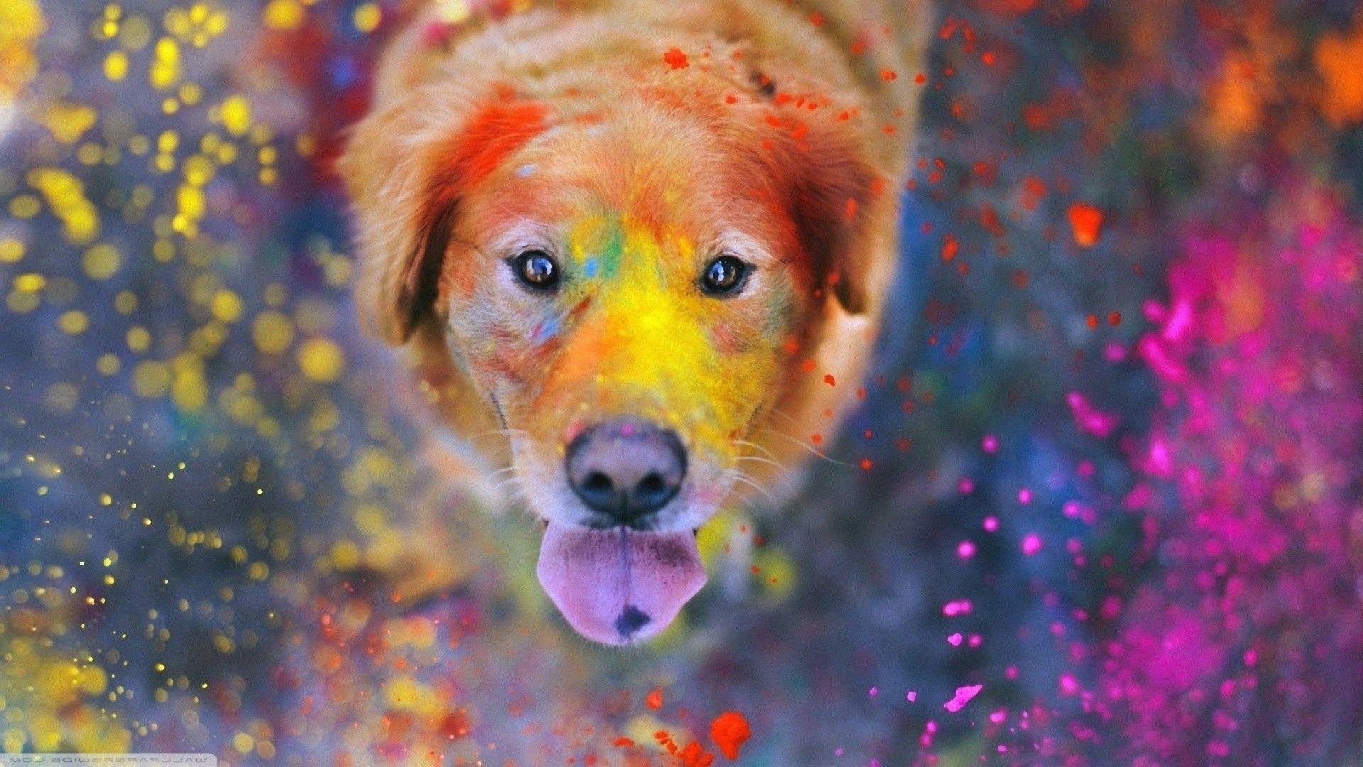 Colorful Animal Desktop Wallpapers - Top Free Colorful Animal Desktop  Backgrounds - WallpaperAccess