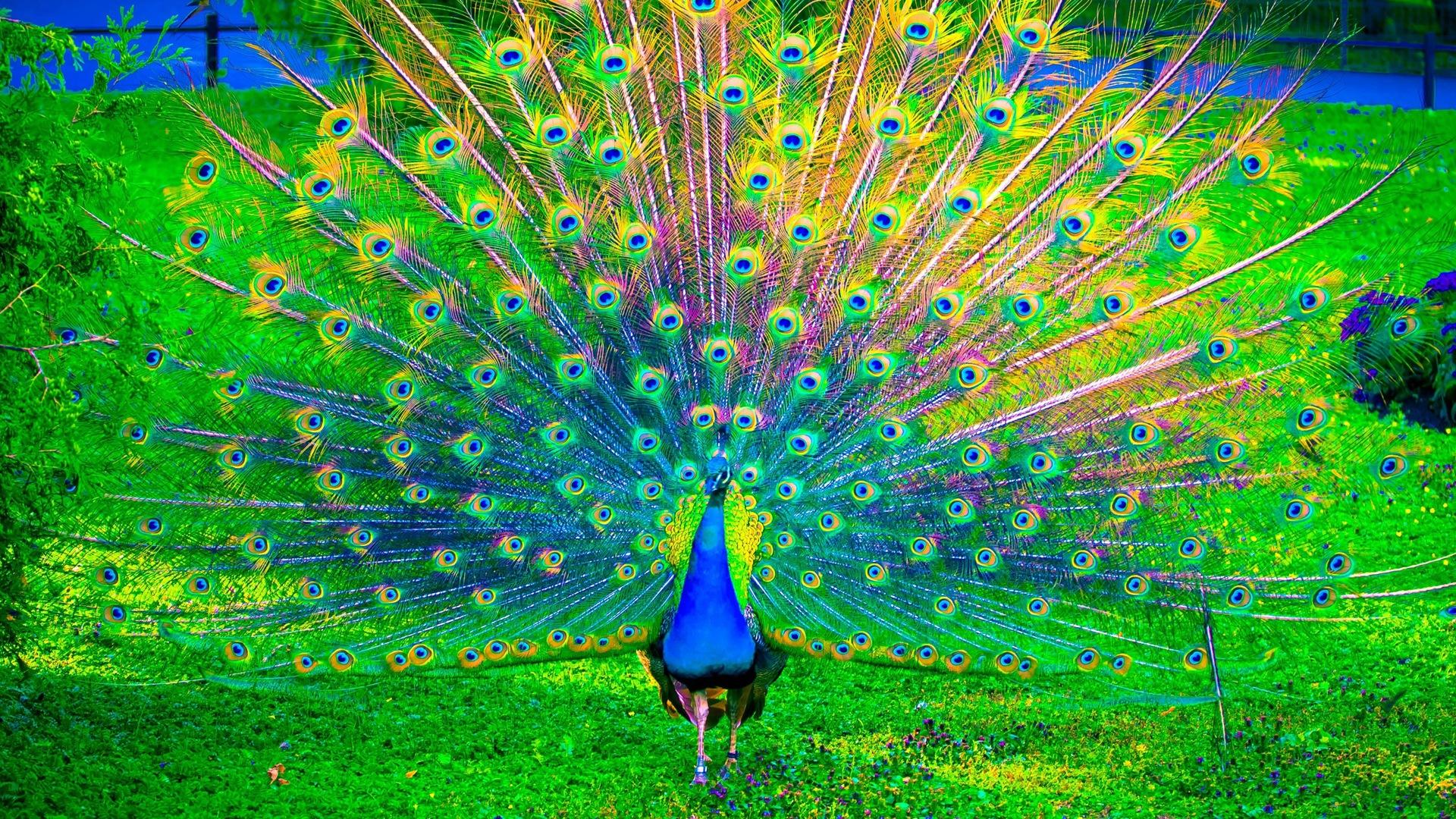 1920x1080 Desktop Wallpaper Peacock, Peafowl Colorful Bird Dance, HD Image, Picture, Background, Em92eq