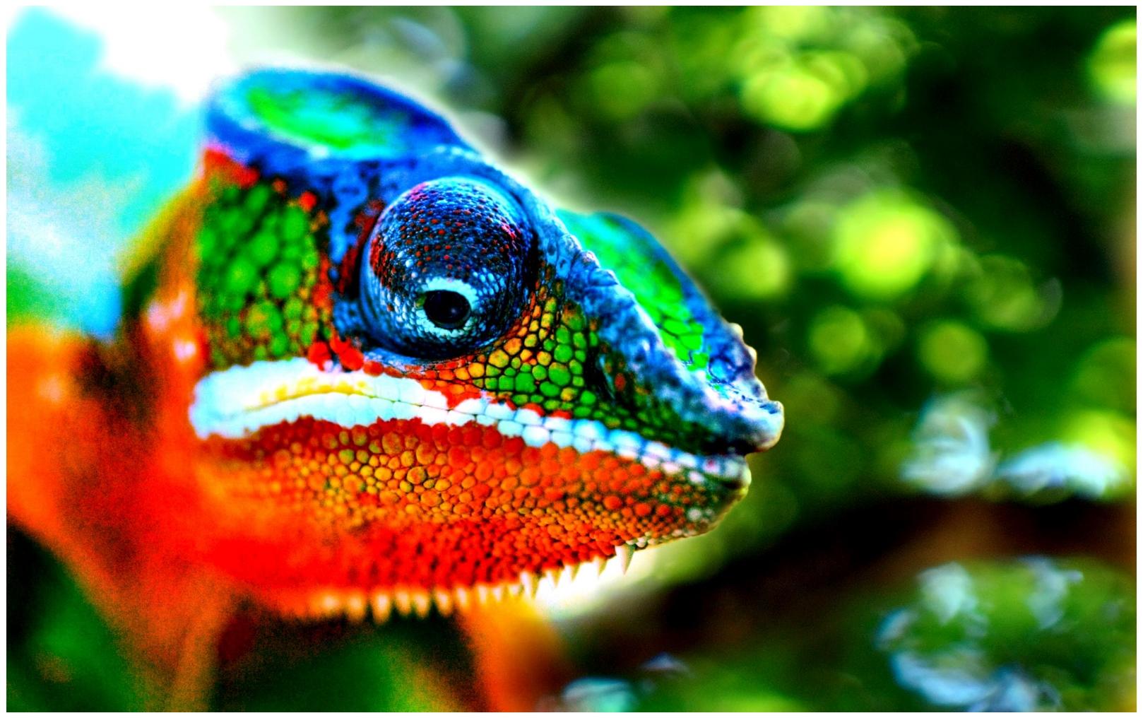 1618x1016 Beautiful Panther Chameleon HD Wallpaper
