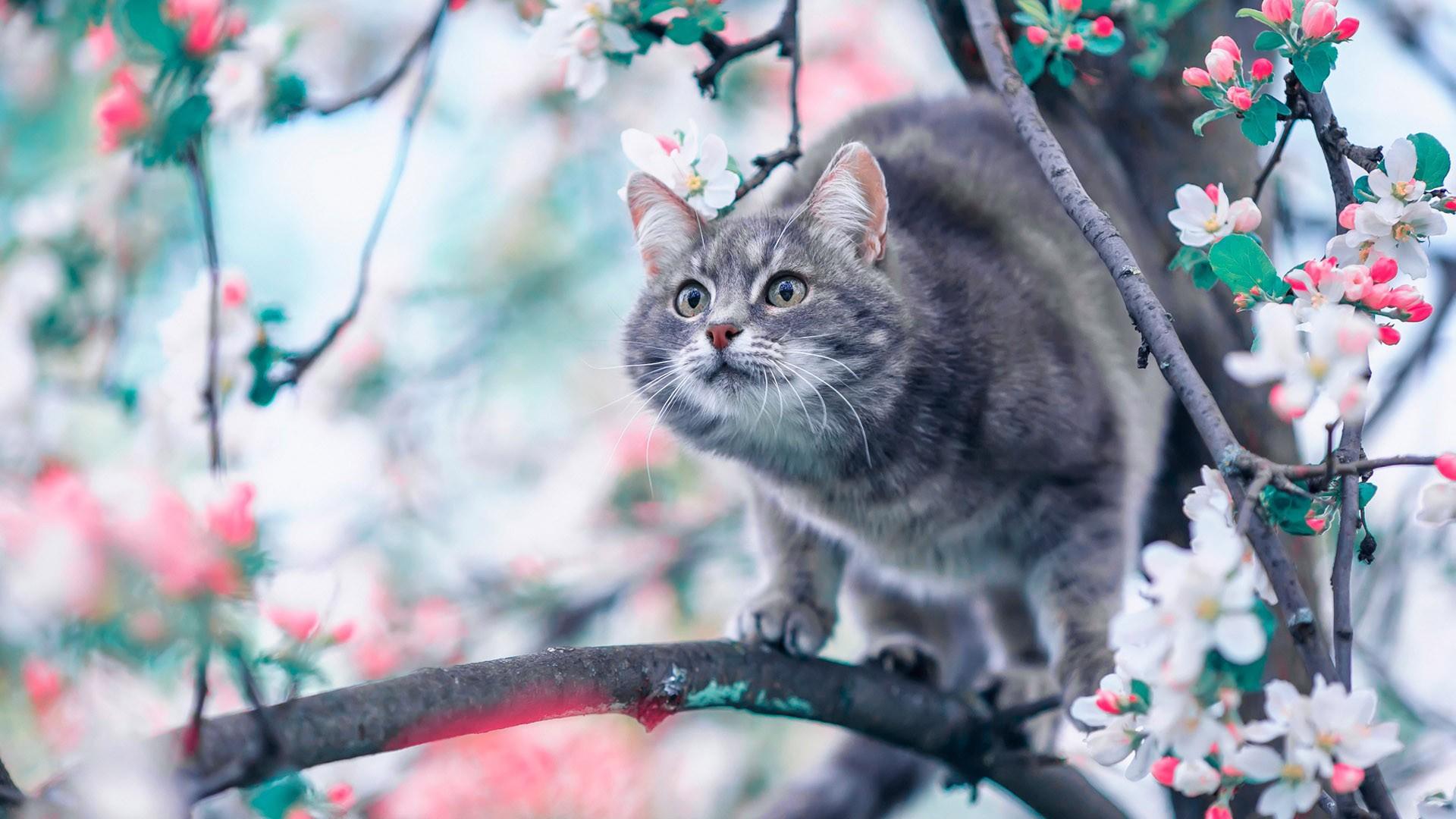 1920x1080 Cute Black Cat Is Walking On Tree Branch With Colorful Flowers Around HD Animals Wallpaper