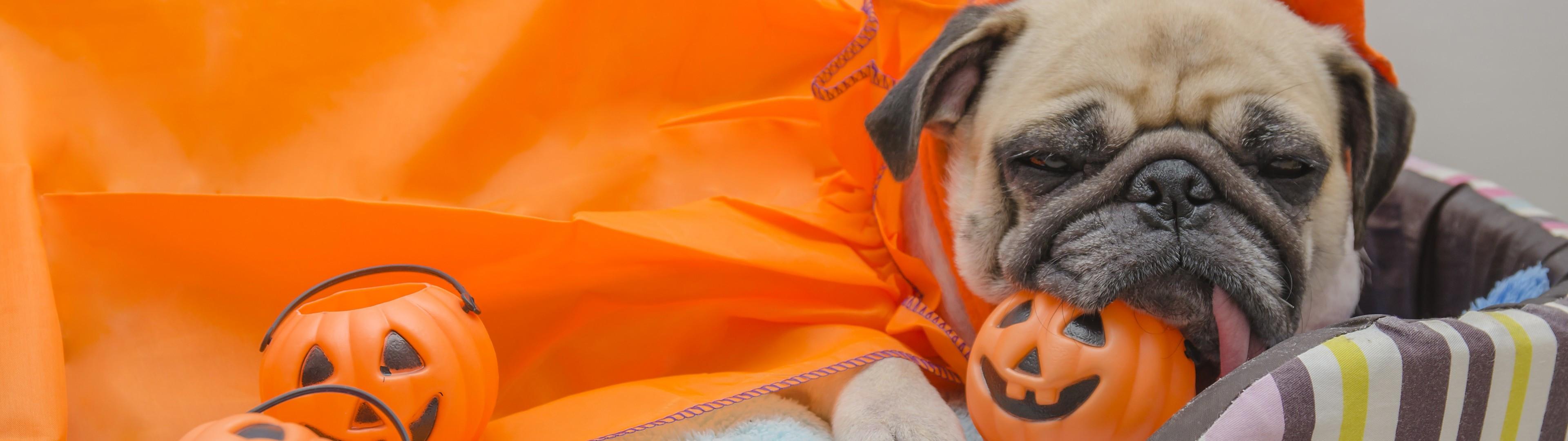3840x1080 Download 3840x1080 Pug, Halloween, Lying Down, Dogs Wallpaper
