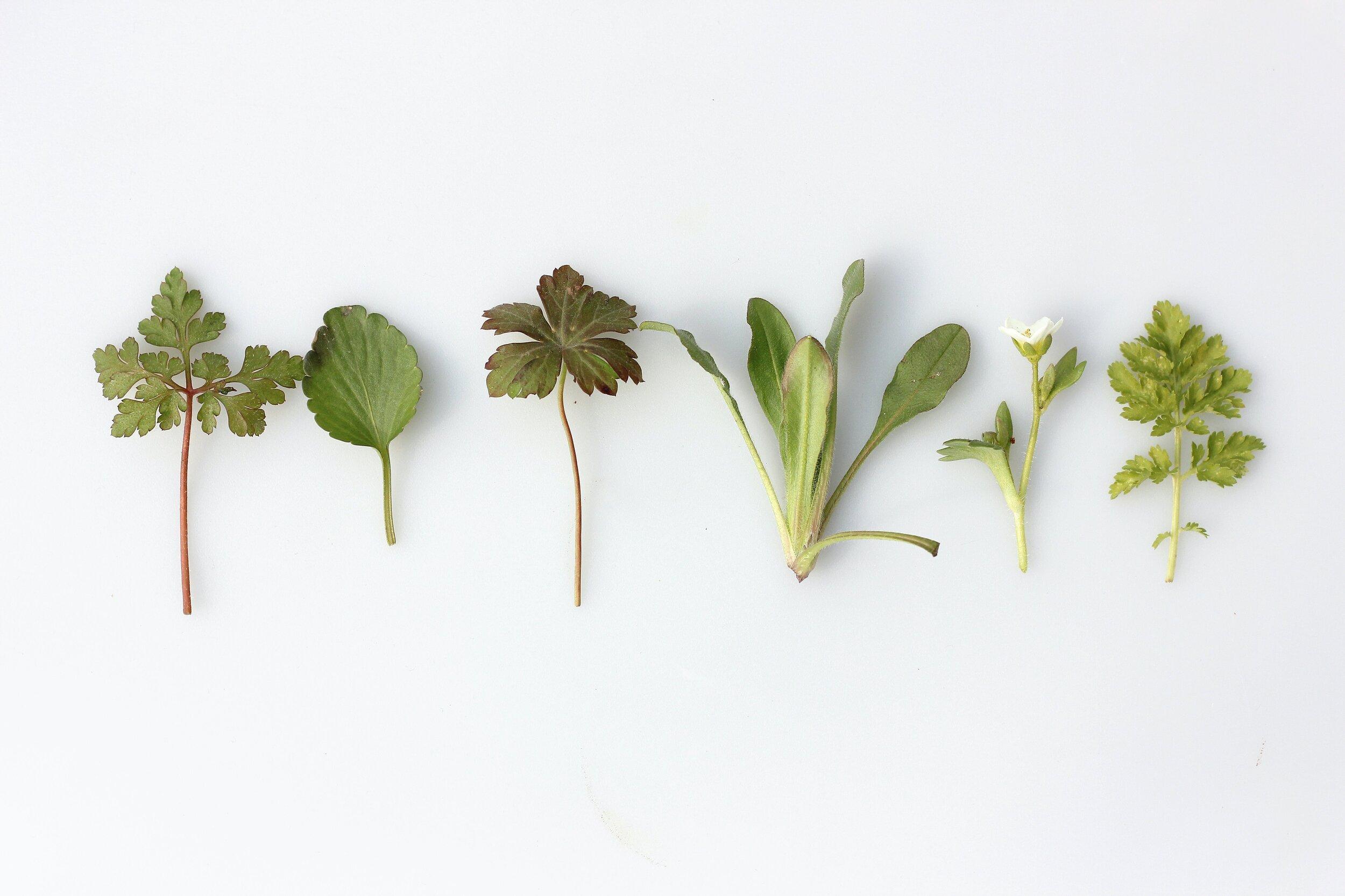 2500x1667 What is Naturopathy?