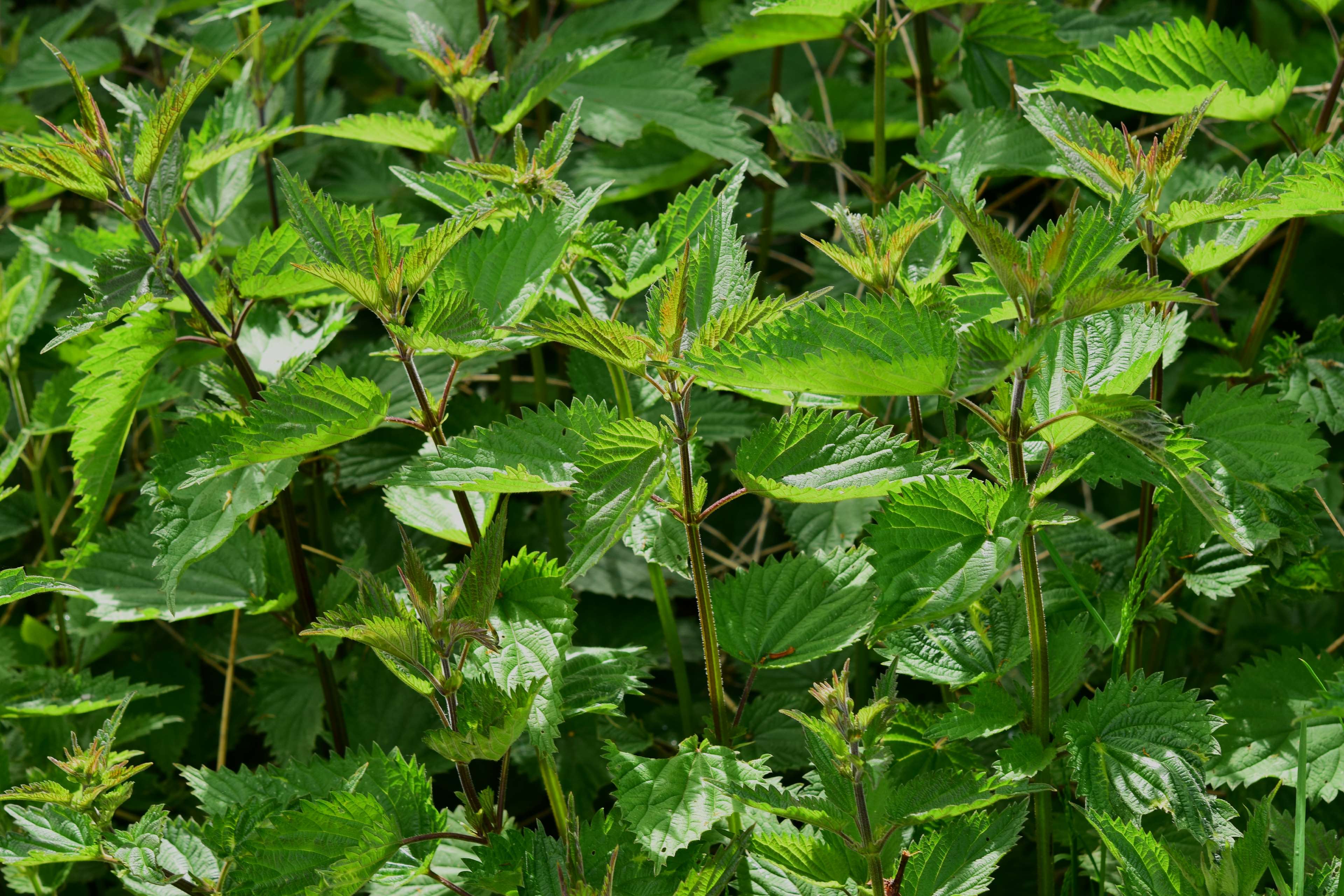 3840x2560 naturopathy HD wallpaper, background
