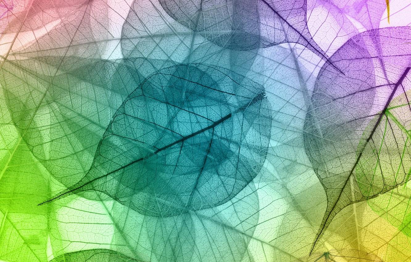 1332x850 Wallpaper leaves, transparency, color, palette image for desktop, section макро