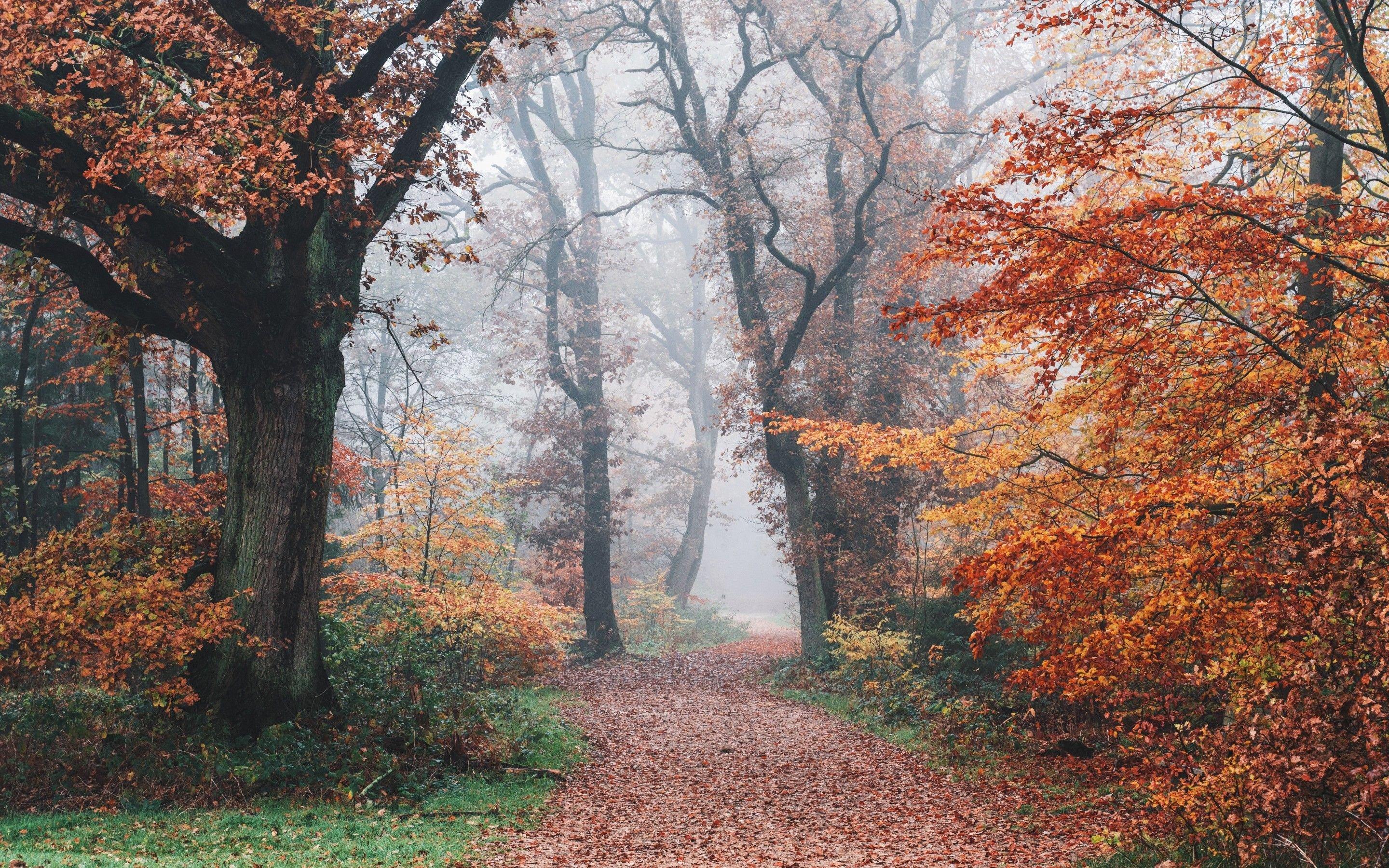 2880x1800 8K Autumn Wallpaper