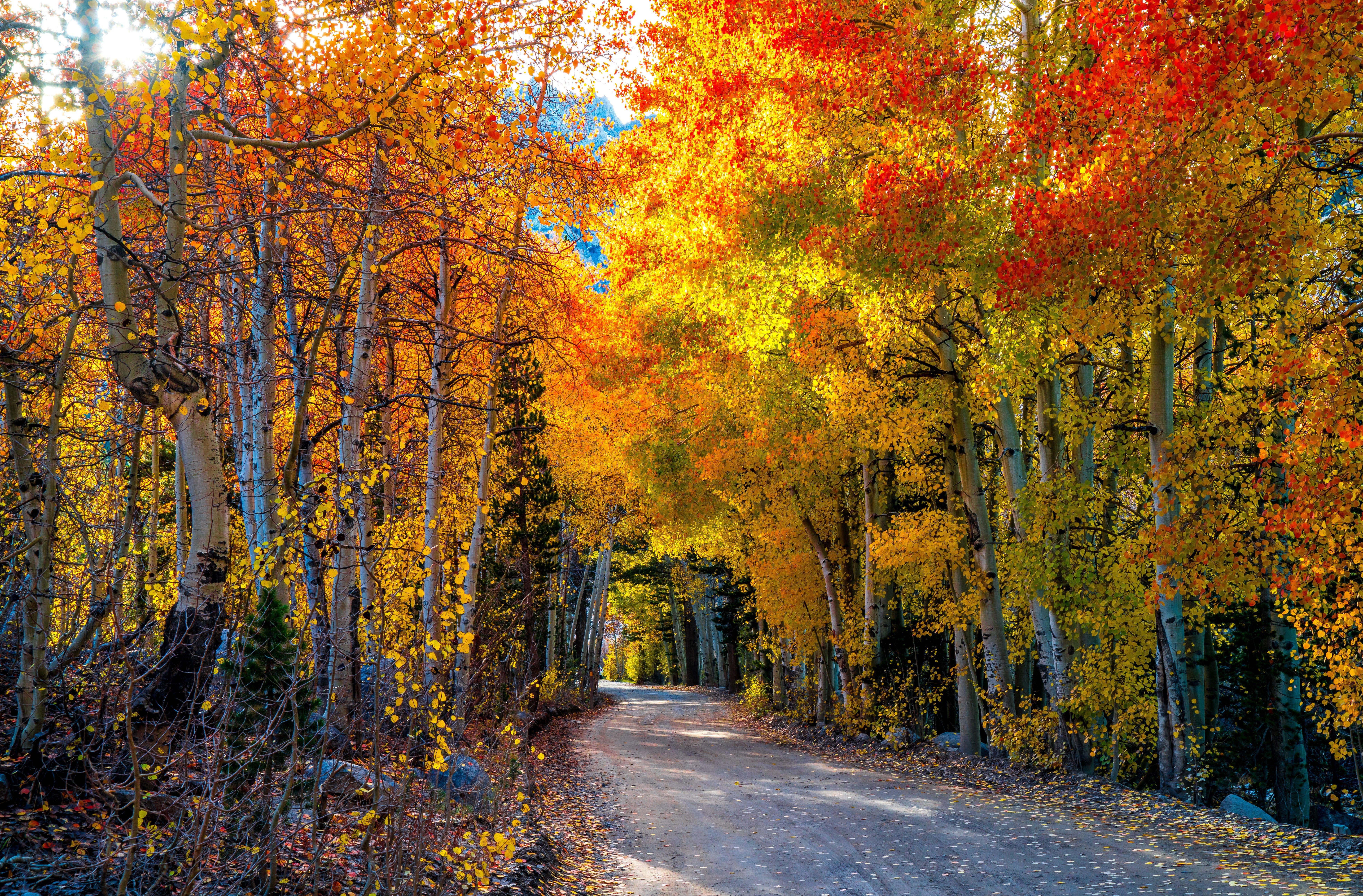 7867x5172 Autumn Road 8k Ultra HD Wallpaper