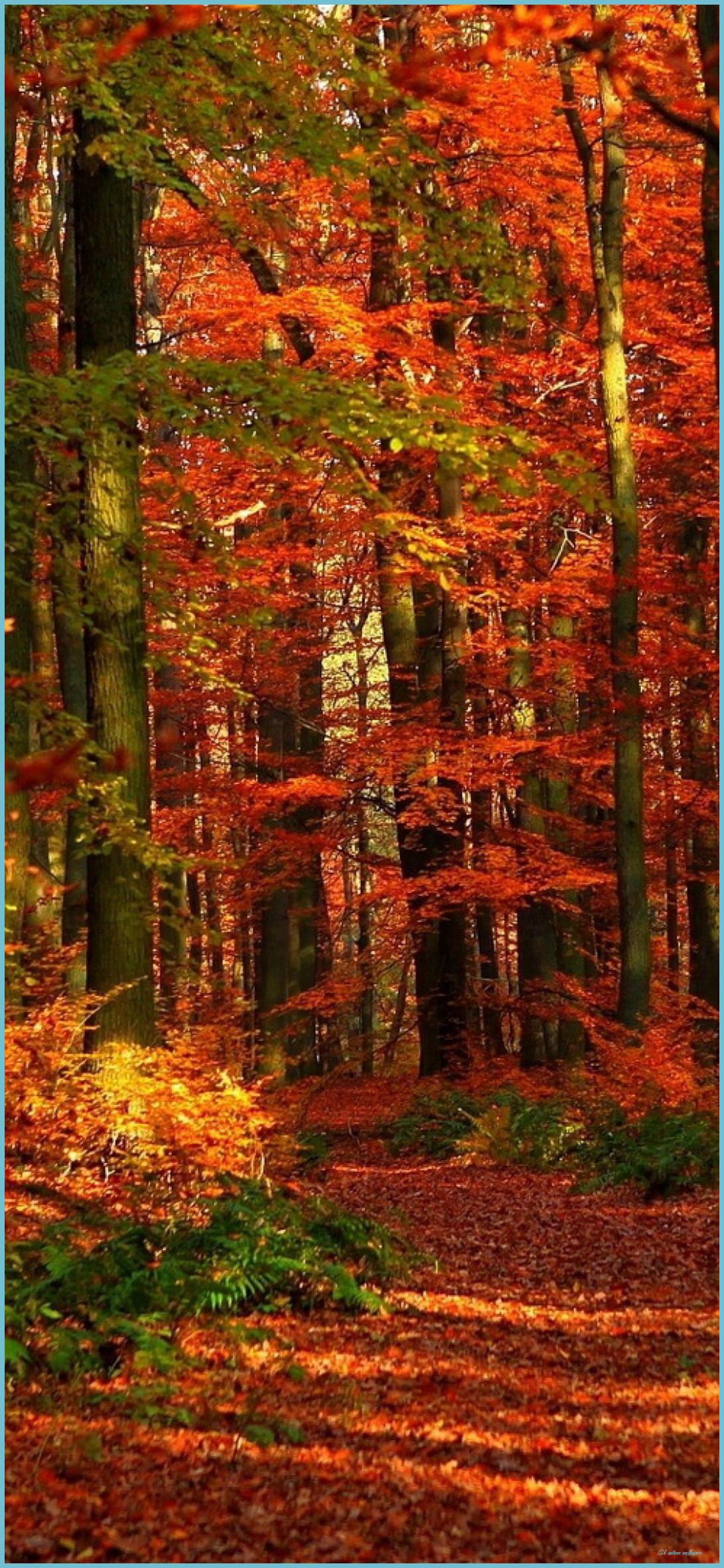 Autumn 8k Wallpapers - Top Free Autumn 8k Backgrounds - WallpaperAccess