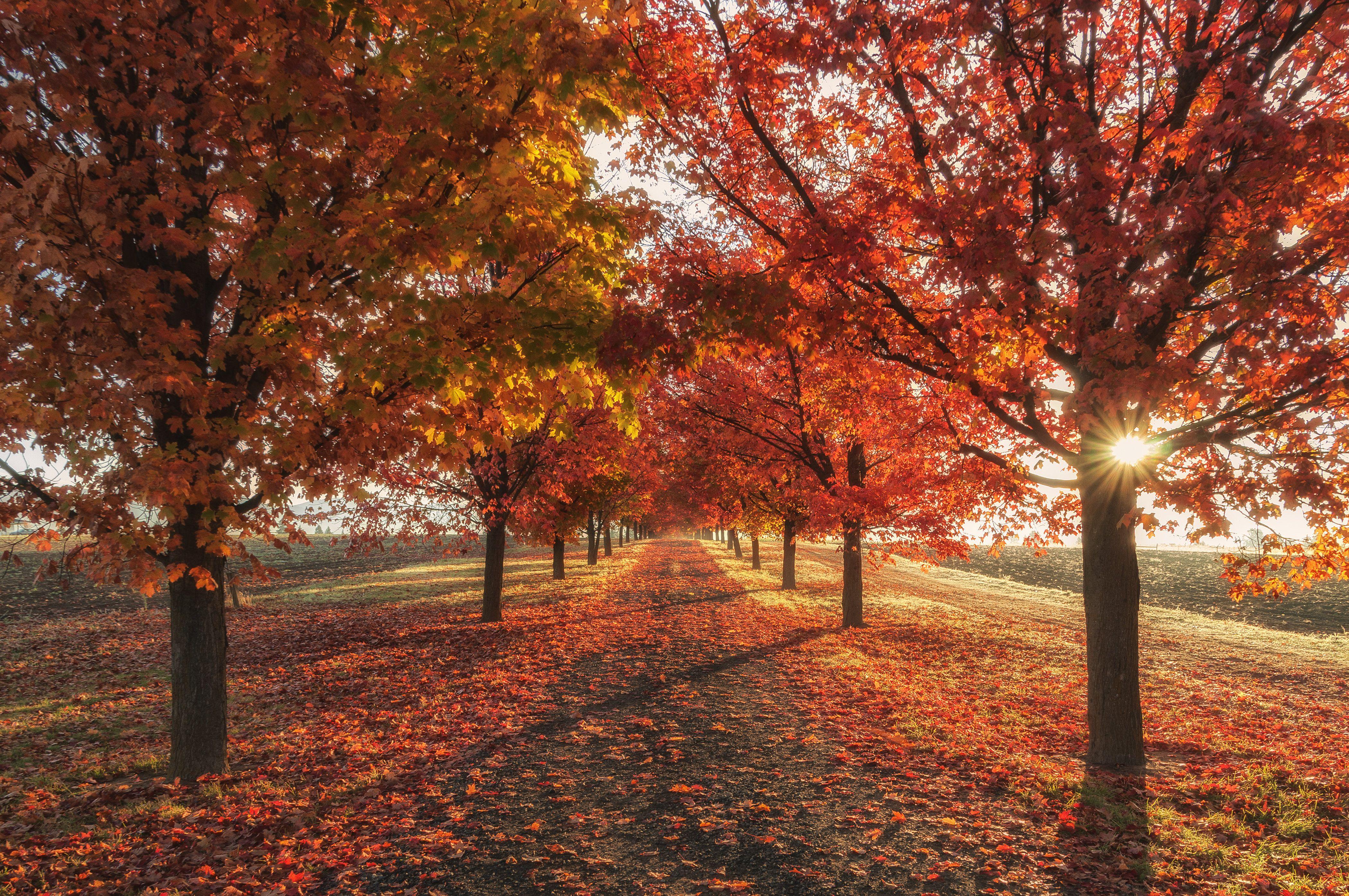 4200x2790 4k Autumn Wallpaper