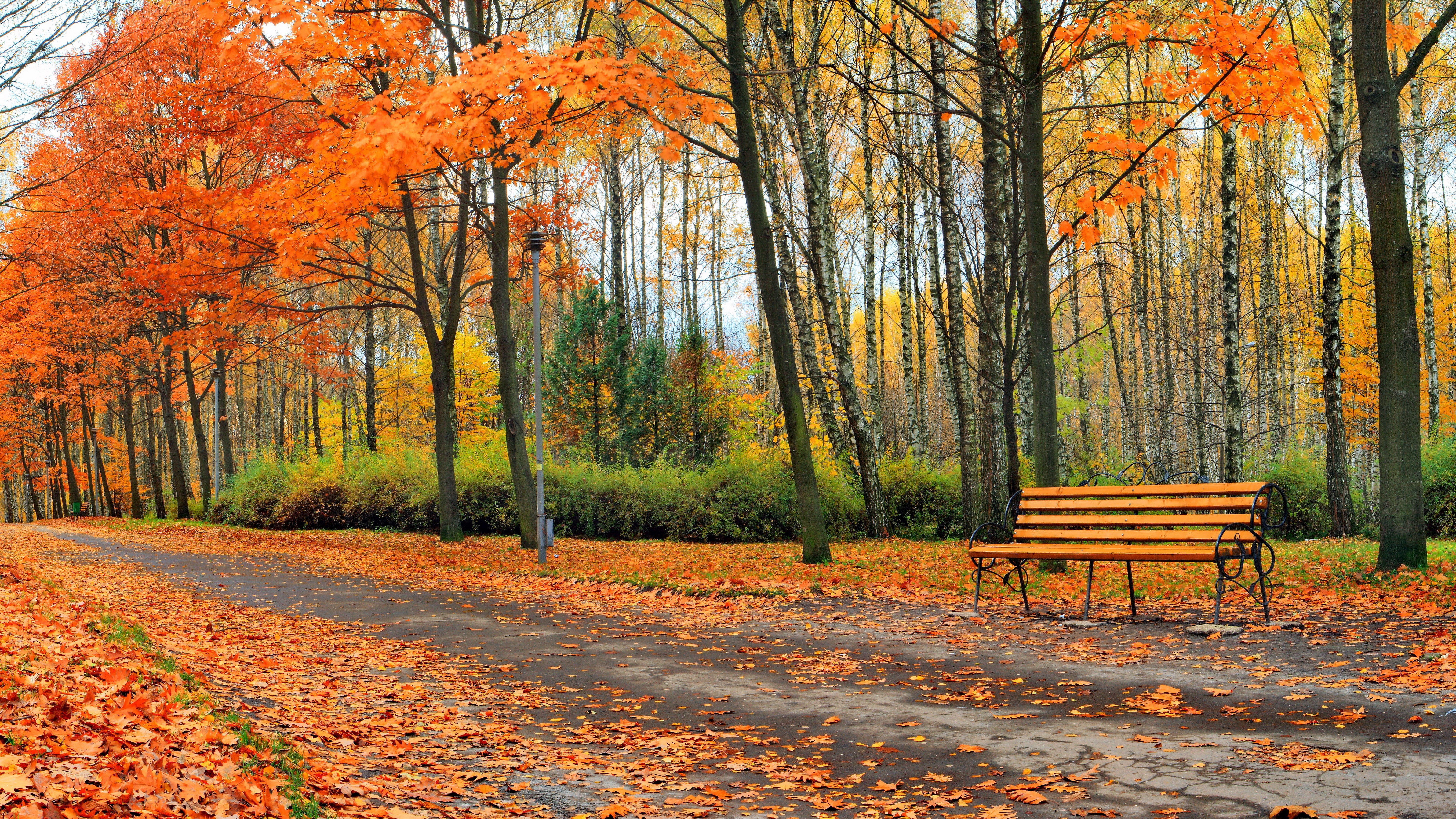 7680x4320 8k uhd fall picture K #wallpaper #hdwallpaper #desktop. Leaf background, Fall picture, Woodland illustration