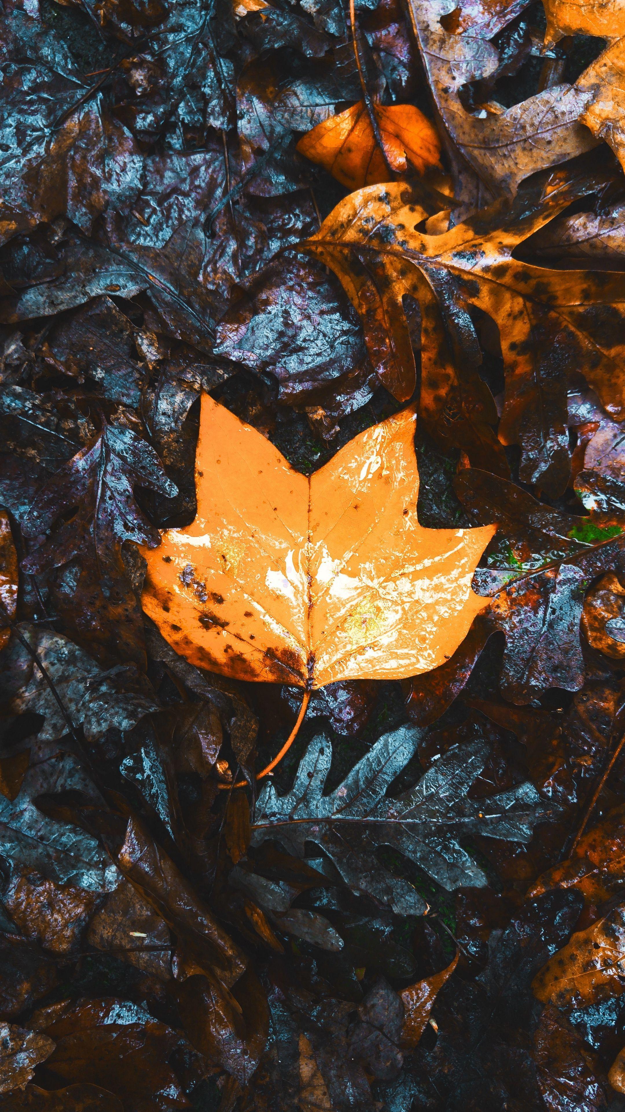 2160x3840 Autumn Phone 4k HD Wallpaper