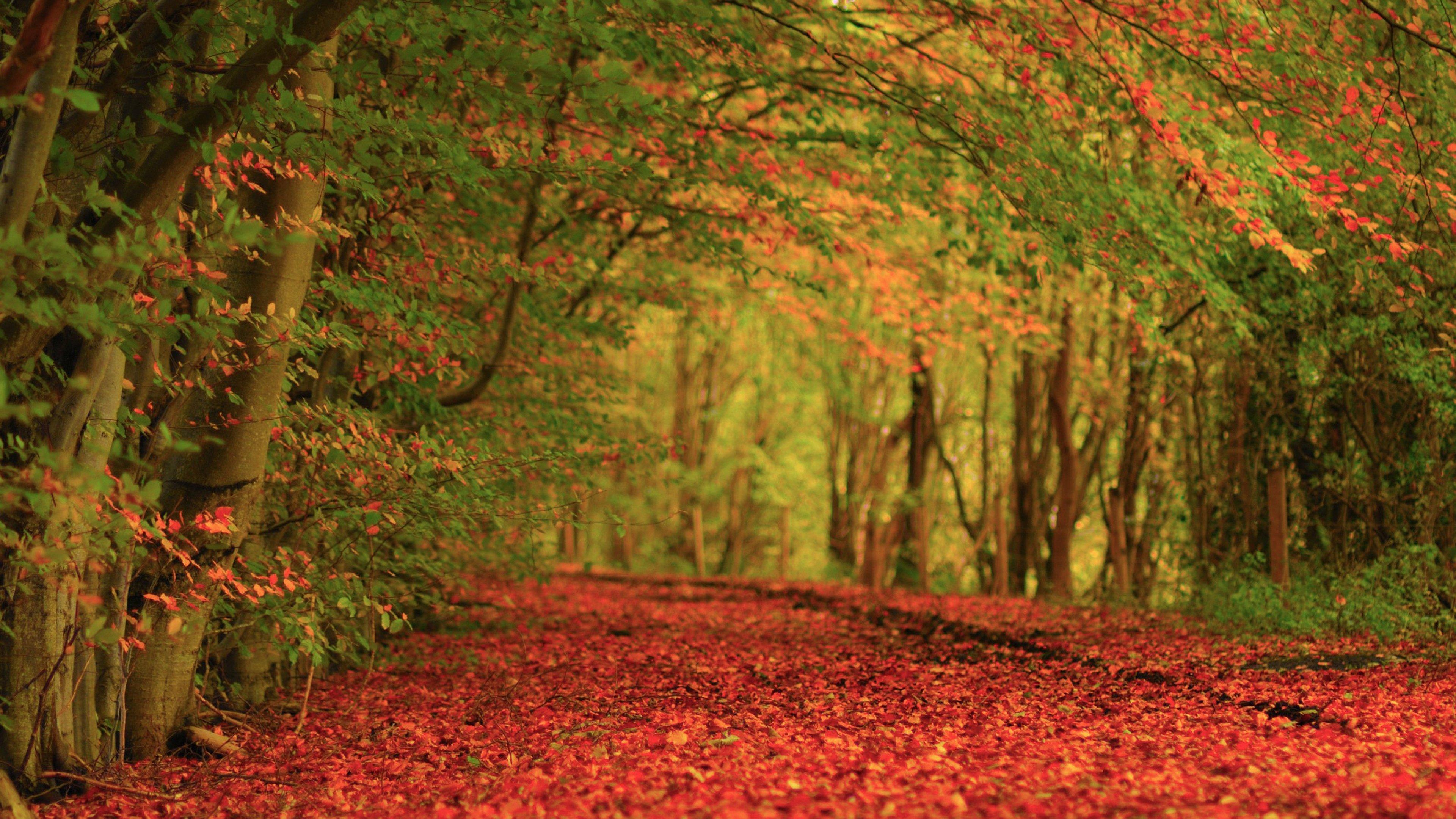3840x2160 Free download Leaves Earth Autumn Carpet Red Wallpaper Background 4K Ultra HD [3840x2160] for your Desktop, Mobile & Tablet. Explore 4K Fall WallpaperX2160 Wallpaper, 4K HD Wallpaper, 4K Wallpaper 3840X2160