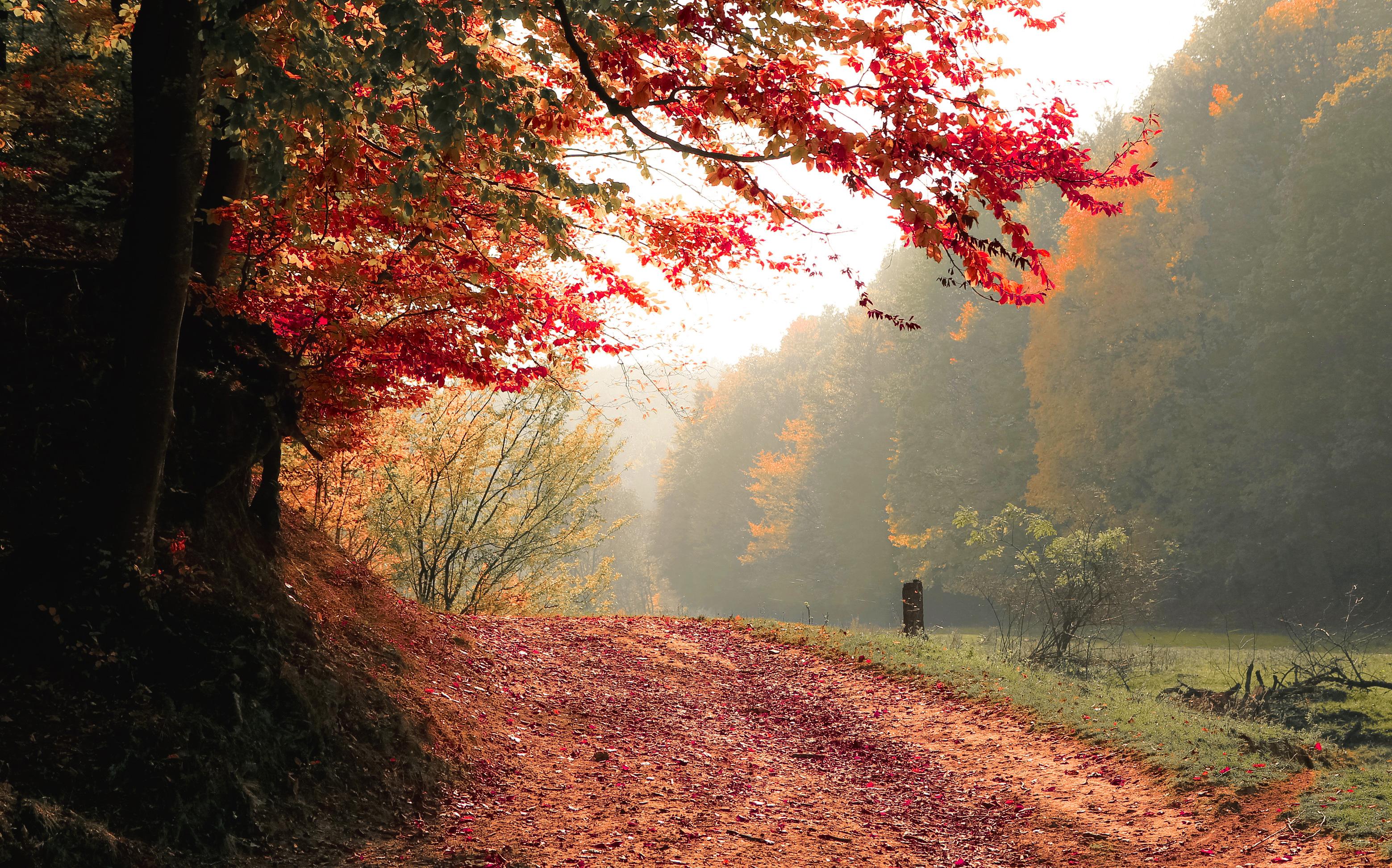 3118x1944 Autumn Tree Fall 4k, HD Nature, 4k Wallpaper, Image, Background, Photo and Picture