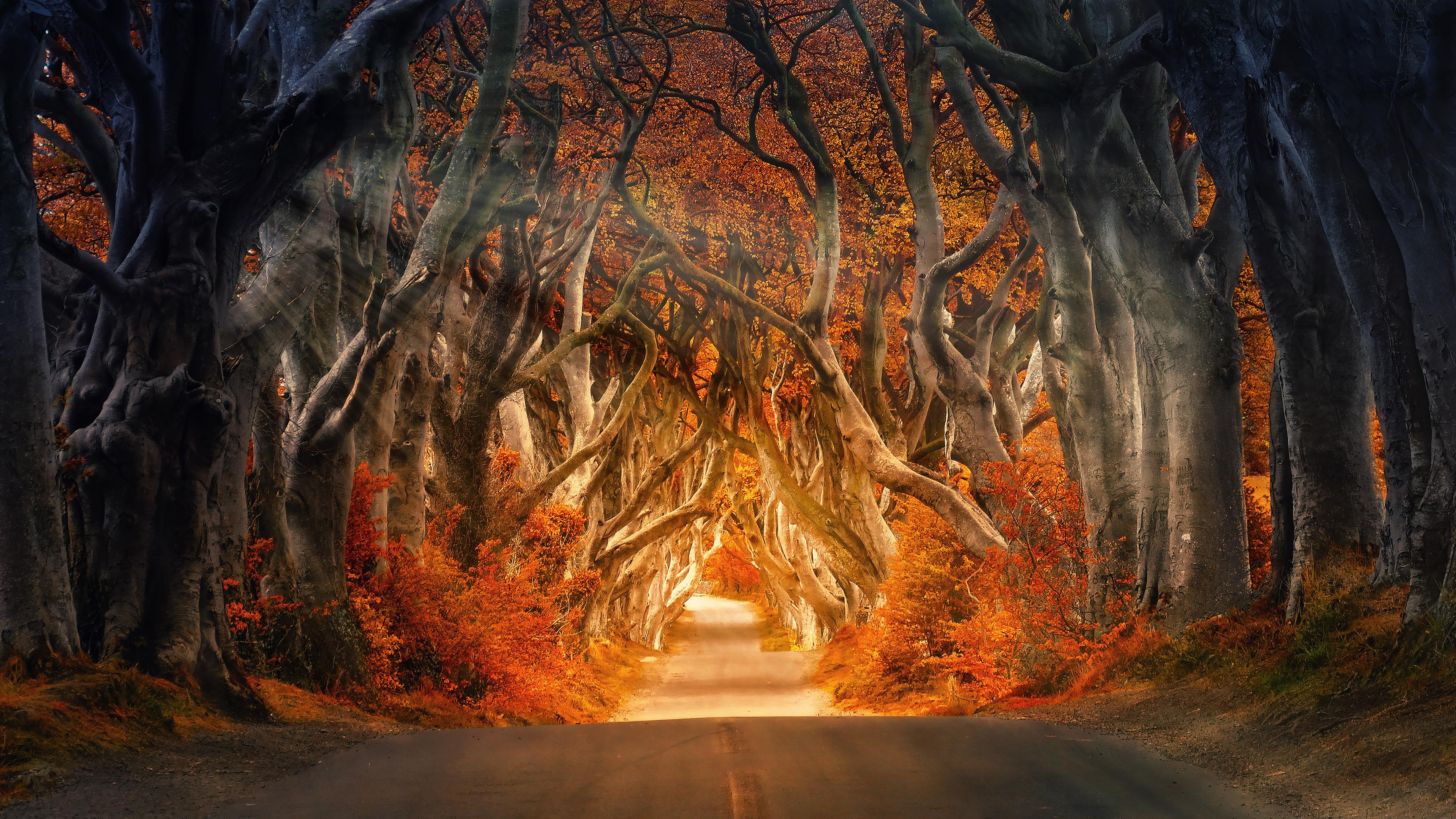 3840x2160 Forest, Road, Daylight, Autumn, Fall, Sunrays, Trees, 4k Free deskk wallpaper, Ultra HD