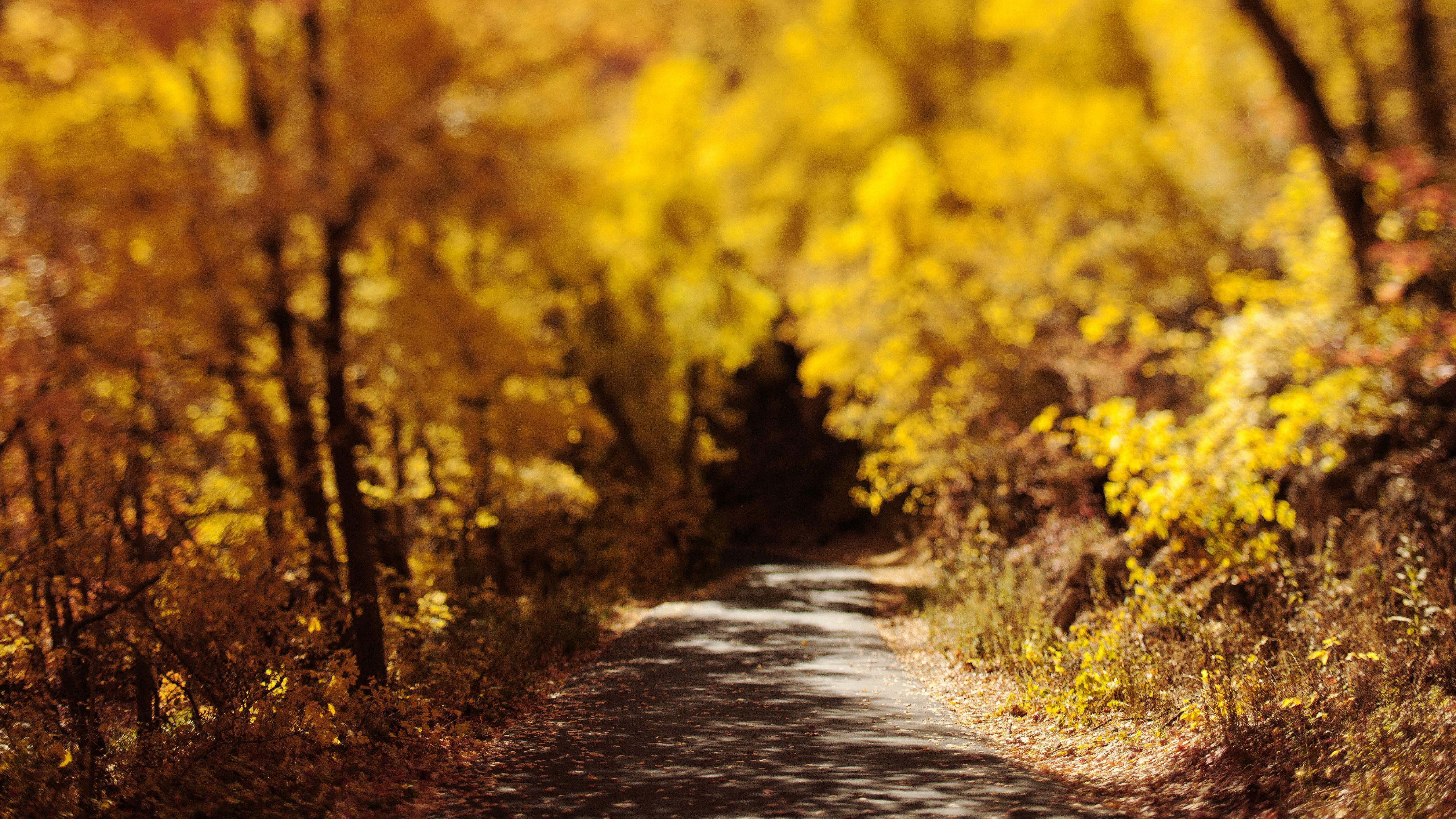 7680x4320 hd 8k wallpaper fall landscape. Fall wallpaper, Autumn landscape, Fall backyard
