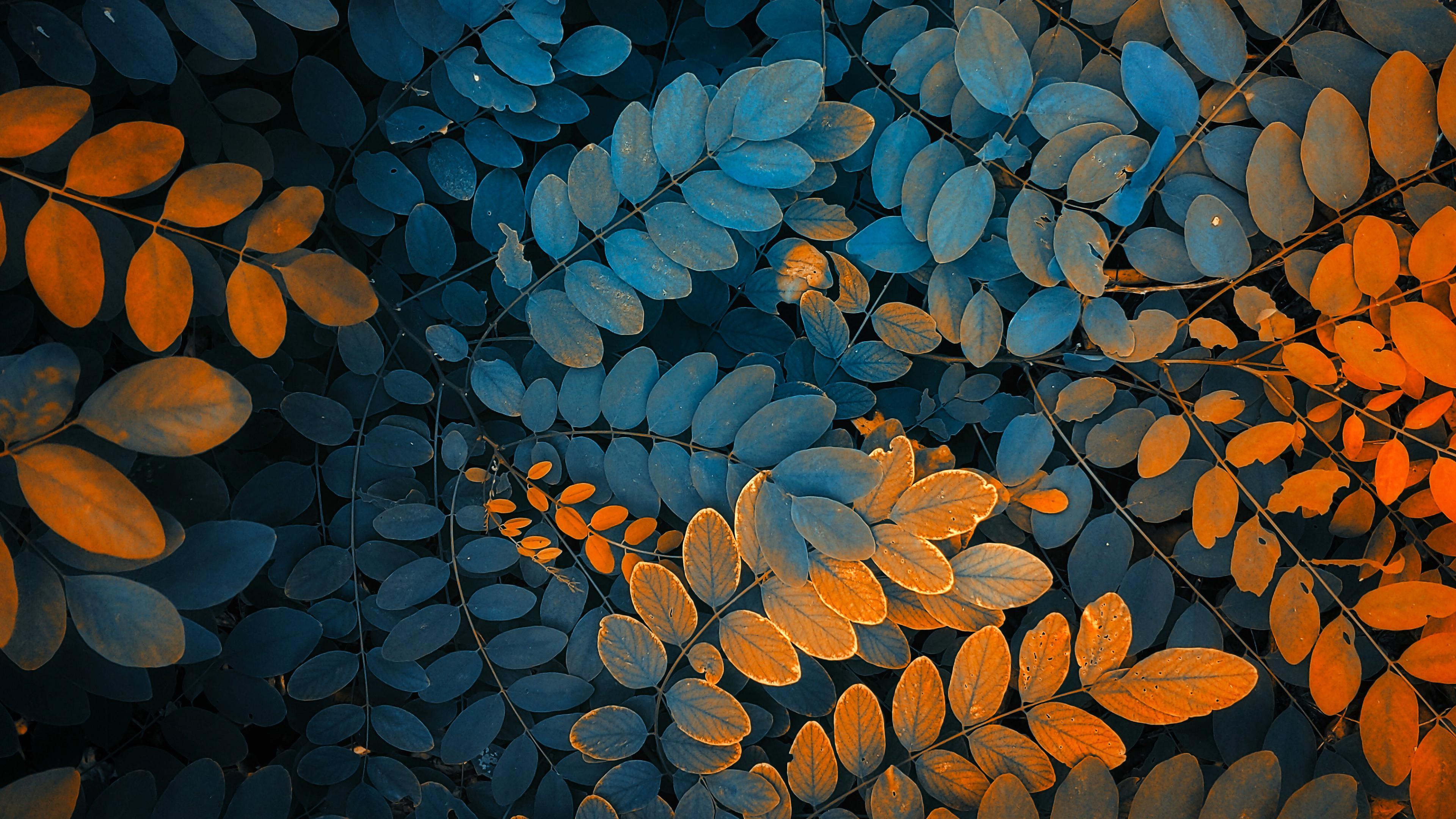 3840x2160 AUTUMN LEAVES (4K)